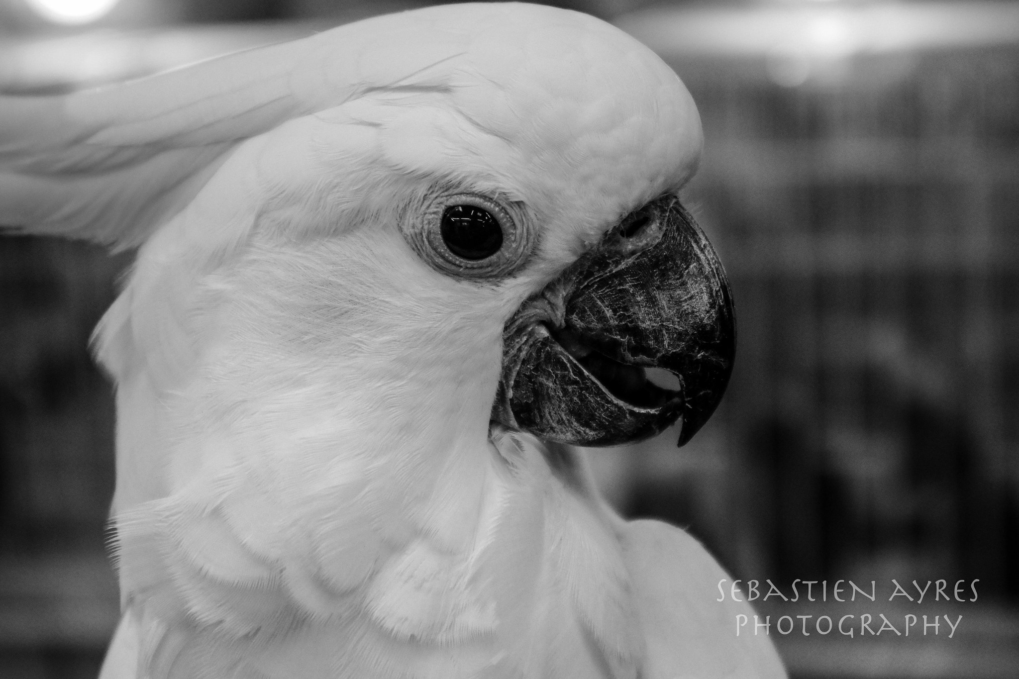 Pentax K-S2 sample photo. Cockatoo profile photography