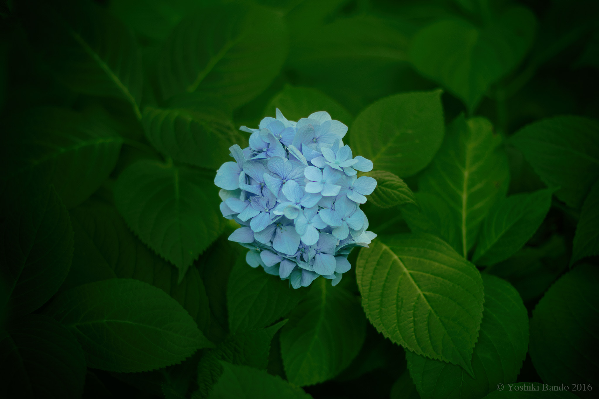 Canon EOS 600D (Rebel EOS T3i / EOS Kiss X5) sample photo. A hydrangea with leaves photography