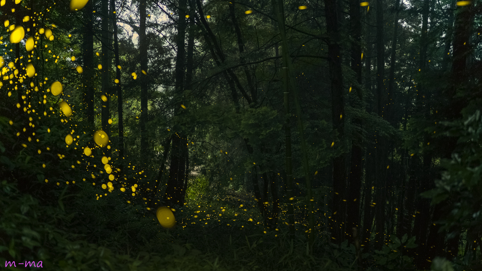 Sony a7S + Sony Distagon T* FE 35mm F1.4 ZA sample photo. Fairy forest photography