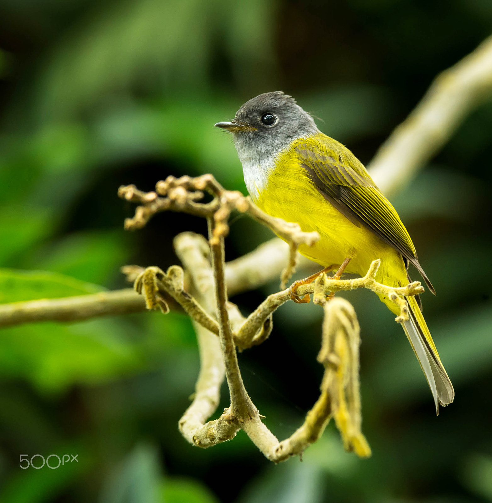 Nikon AF-S Nikkor 600mm F4E FL ED VR sample photo. Canary fly catcher photography
