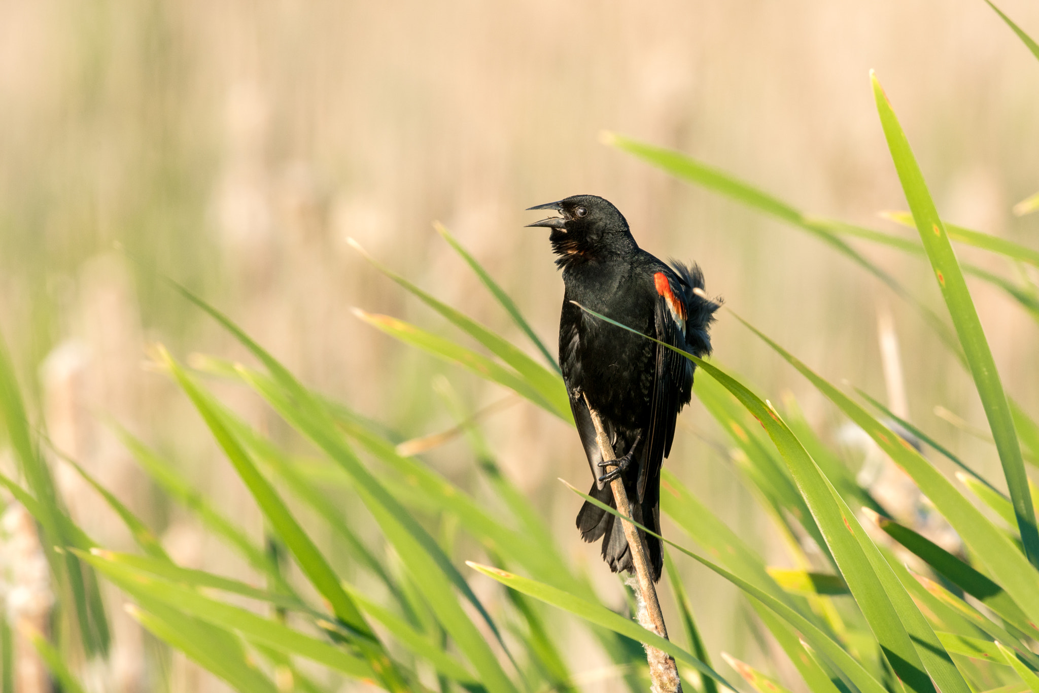Sony a7R II + Canon EF 500mm F4L IS II USM sample photo. Red winged blackbird photography