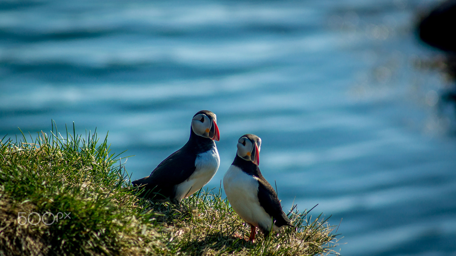 Sony 75-300mm F4.5-5.6 sample photo. Puffin couple photography