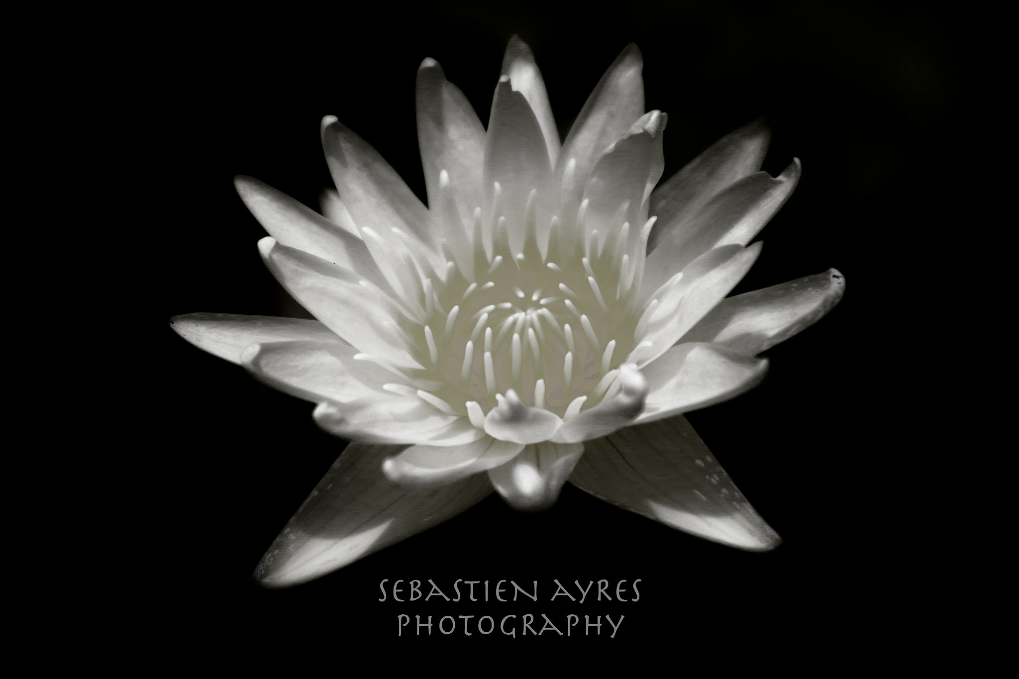 Pentax K-S2 sample photo. Lotus photography