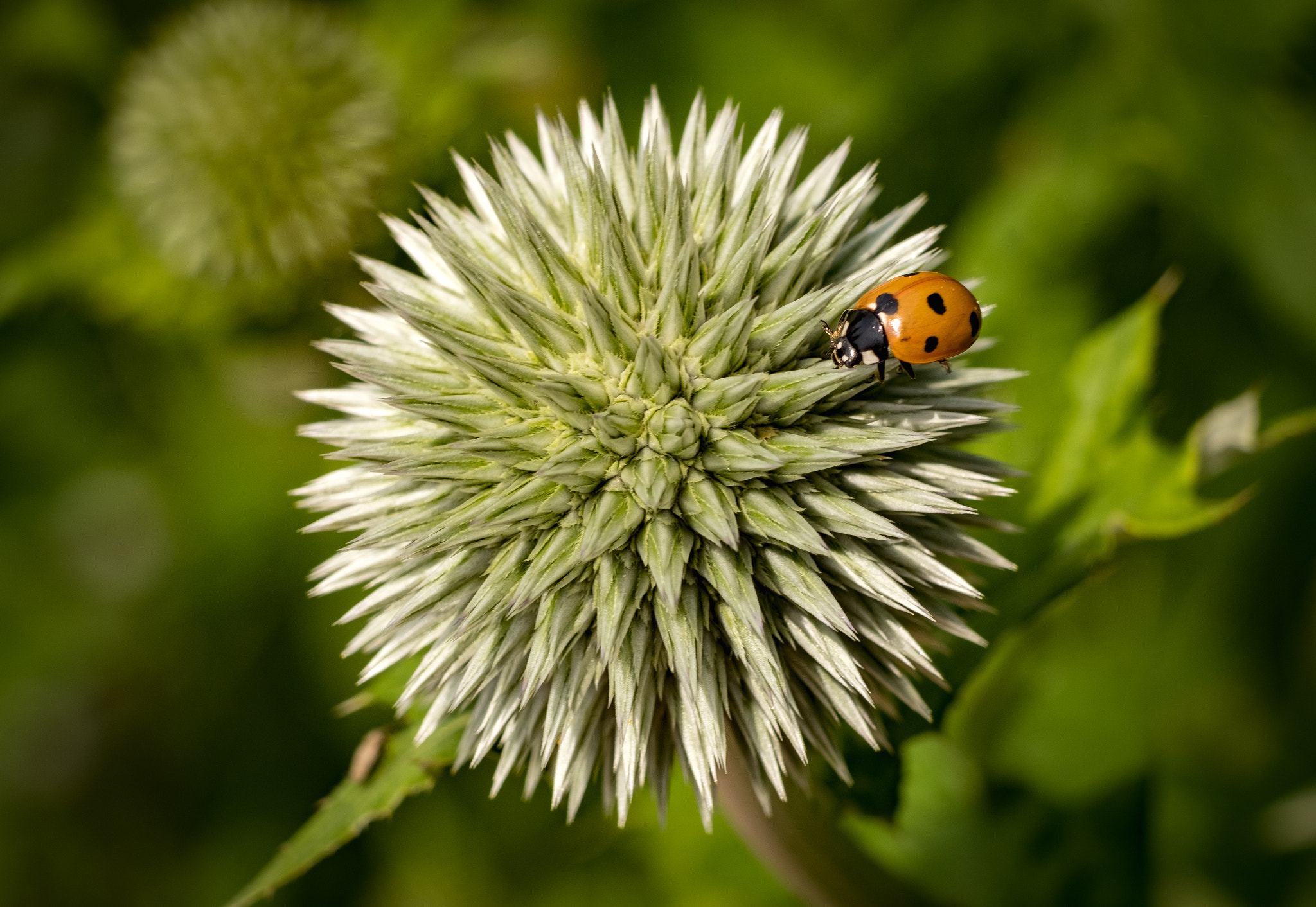 Fujifilm X-Pro2 + Fujifilm XF 60mm F2.4 R Macro sample photo. Ladybird photography