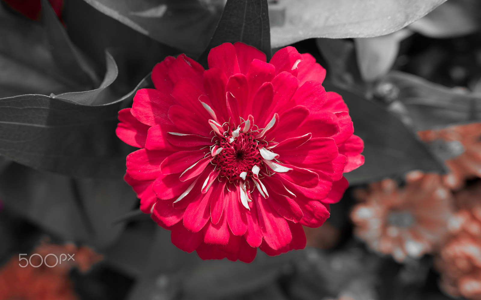 Nikon AF-S Nikkor 200-400mm F4G ED-IF VR sample photo. Flower photography
