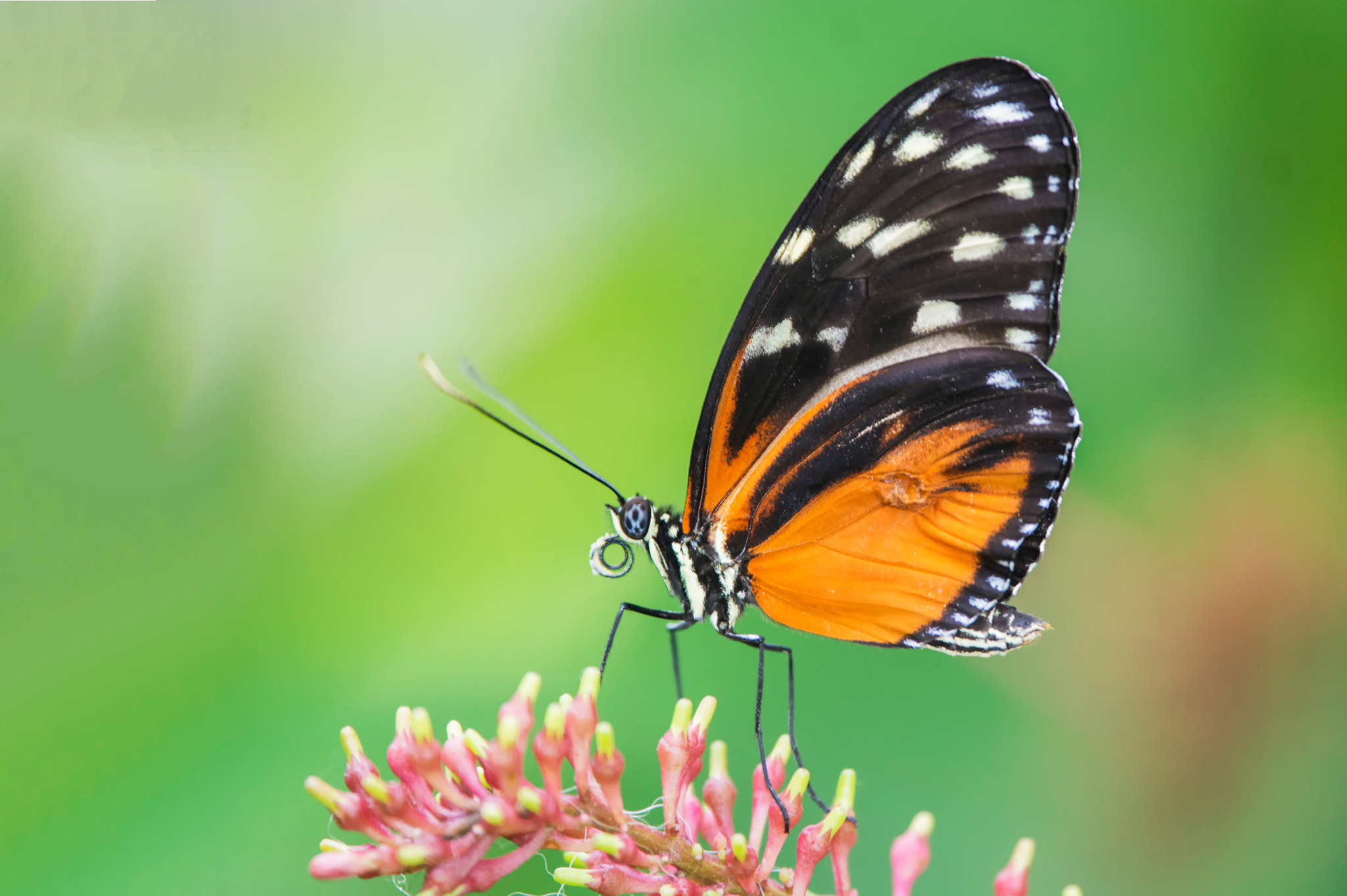 Nikon Nikkor AF-S 300mm F4E PF ED VR sample photo. Polymorphic longwing 2916 miami photography