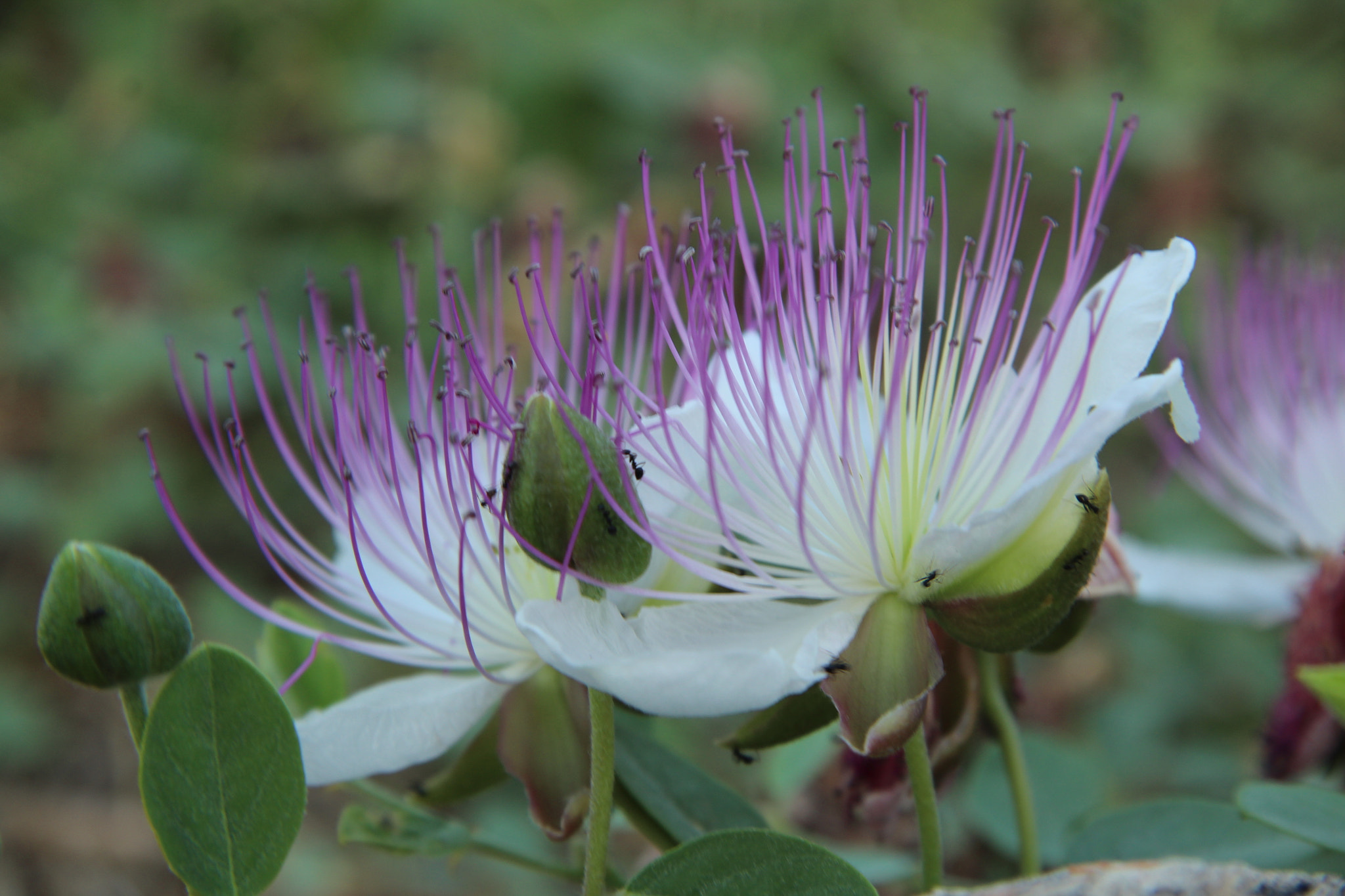 Canon EF-S 17-85mm F4-5.6 IS USM sample photo. Flower photography