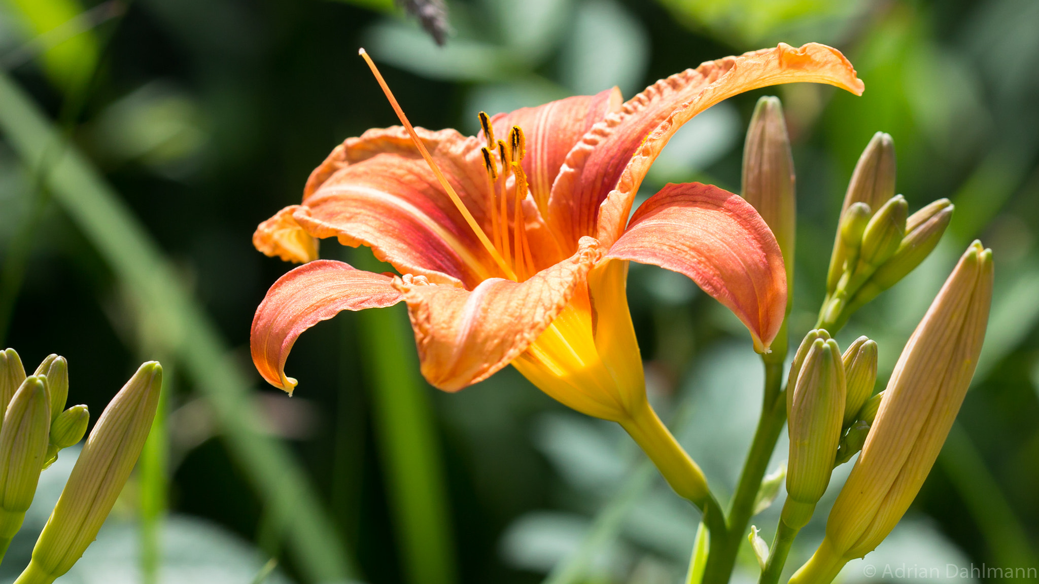Canon EF 100mm F2.8 Macro USM sample photo. Magical flower photography