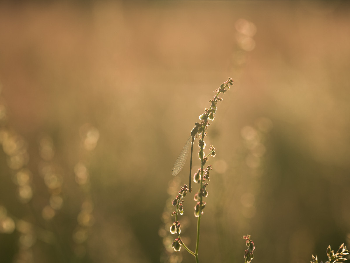 Sigma 150mm F2.8 EX DG OS Macro HSM sample photo. Against light photography