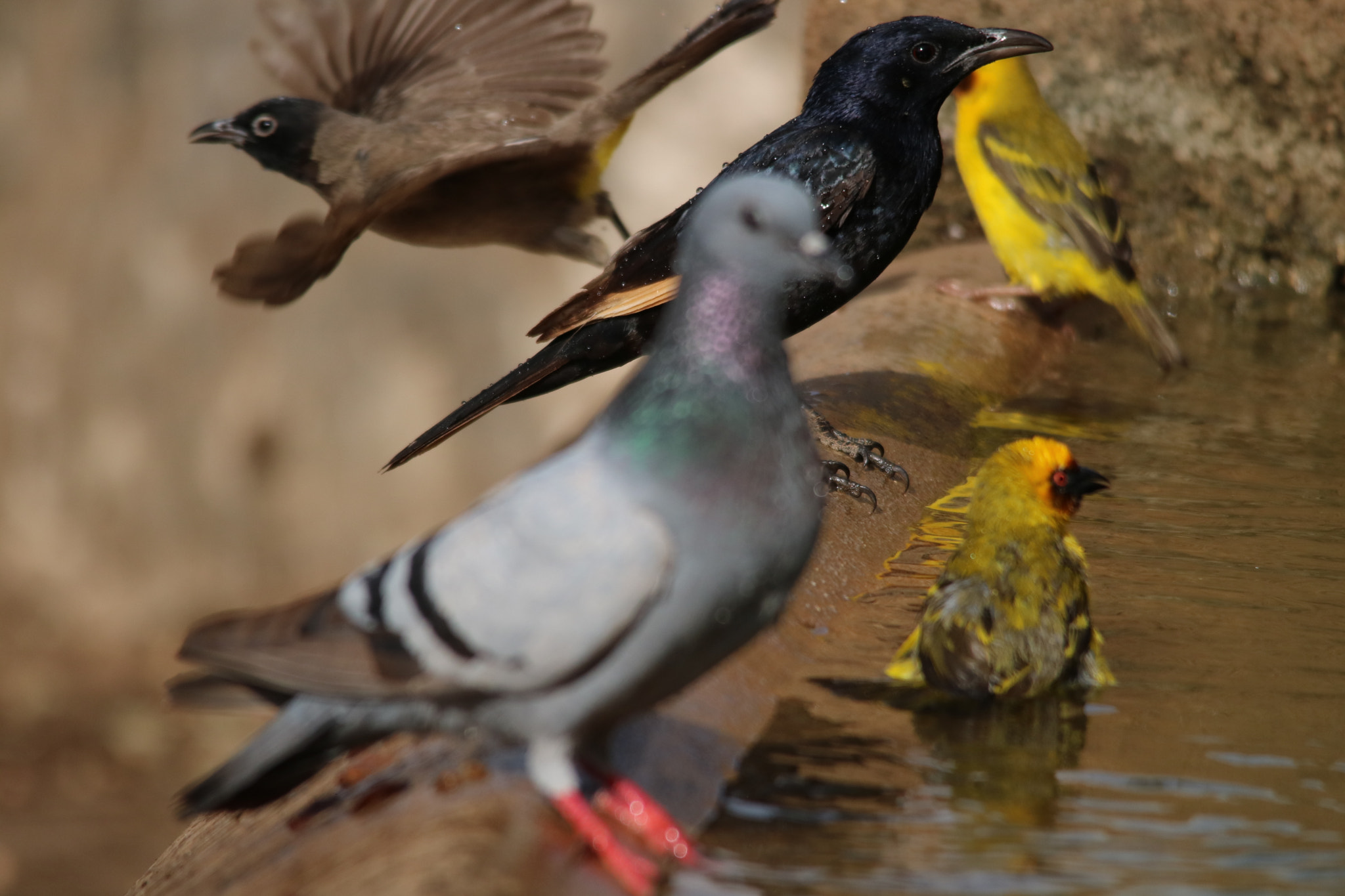 Sigma 150-500mm F5-6.3 DG OS HSM sample photo. تنوع الحياه الفطريه في محافظة ظفار..سلطنة عمان. photography