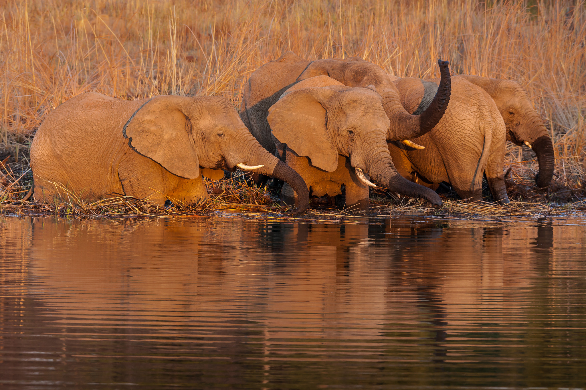 Canon EF 600mm f/4L IS sample photo. Thirst quencher photography