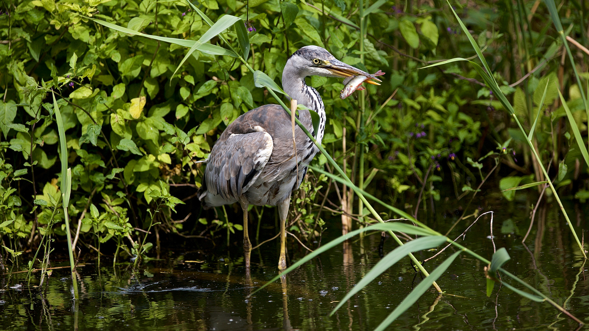 Canon EOS-1Ds Mark III + Canon EF 300mm F2.8L IS USM sample photo. Grey heron. photography