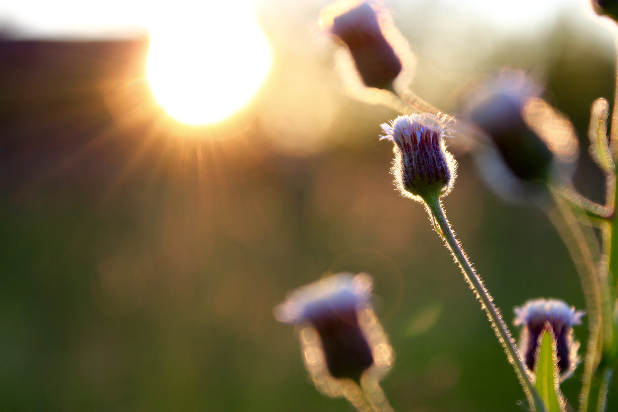 Canon EF-S 18-55mm F3.5-5.6 III sample photo. Sunset and flowers photography