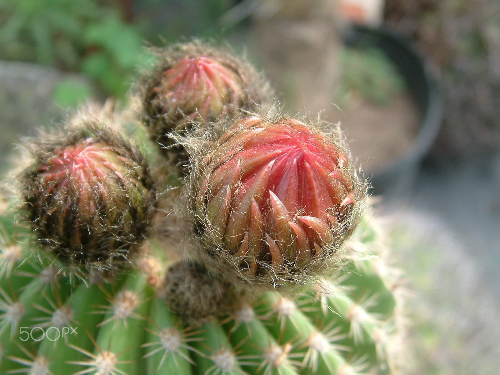 Fujifilm FinePix S602 ZOOM sample photo. Cactus buds photography