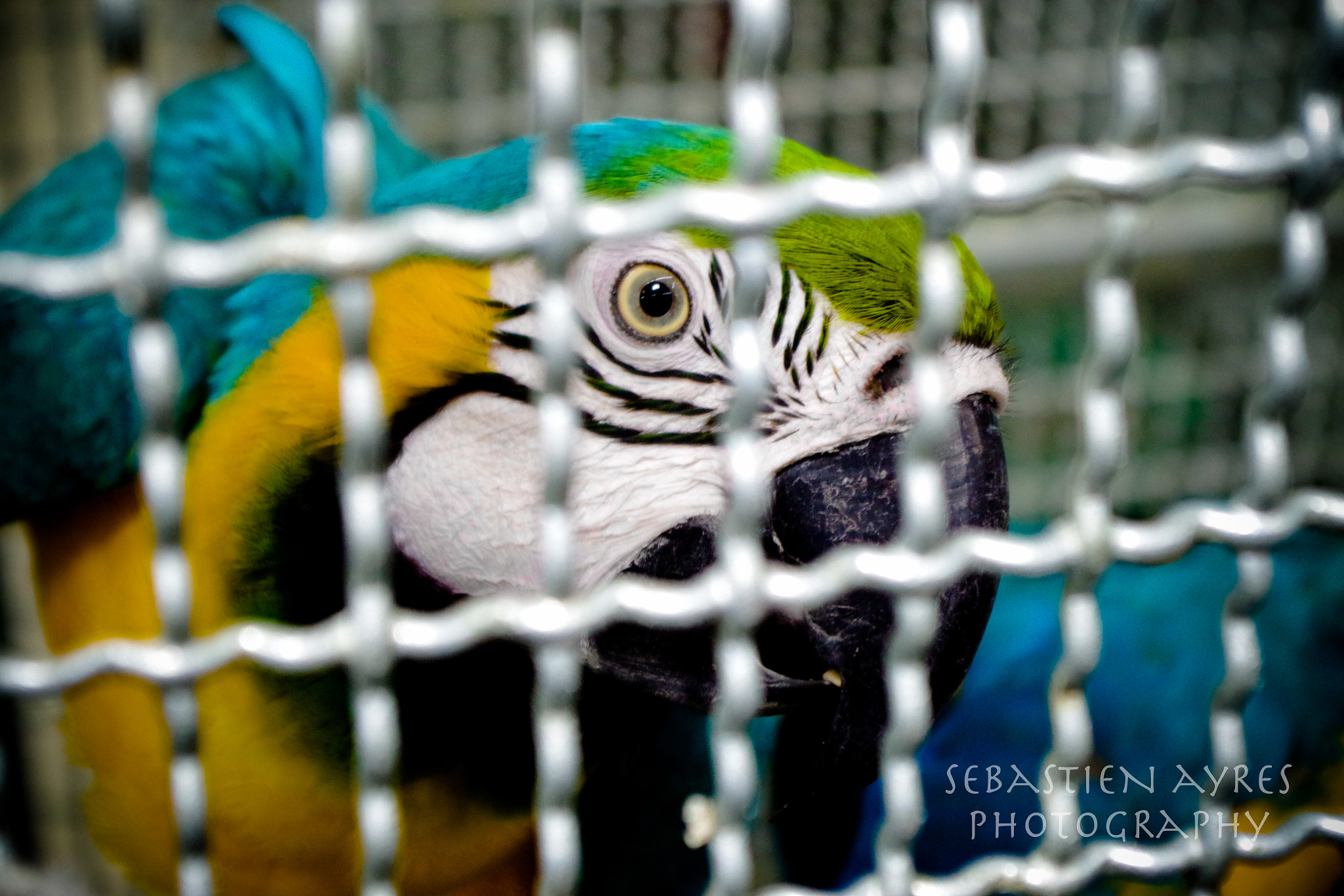 Pentax K-S2 sample photo. For sale photography