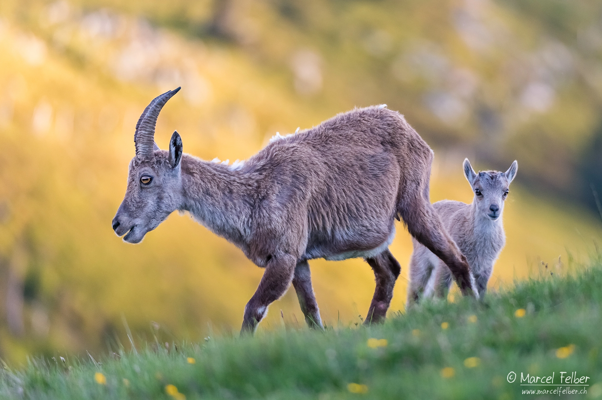 Nikon D4 sample photo. Baby ibex with mum photography