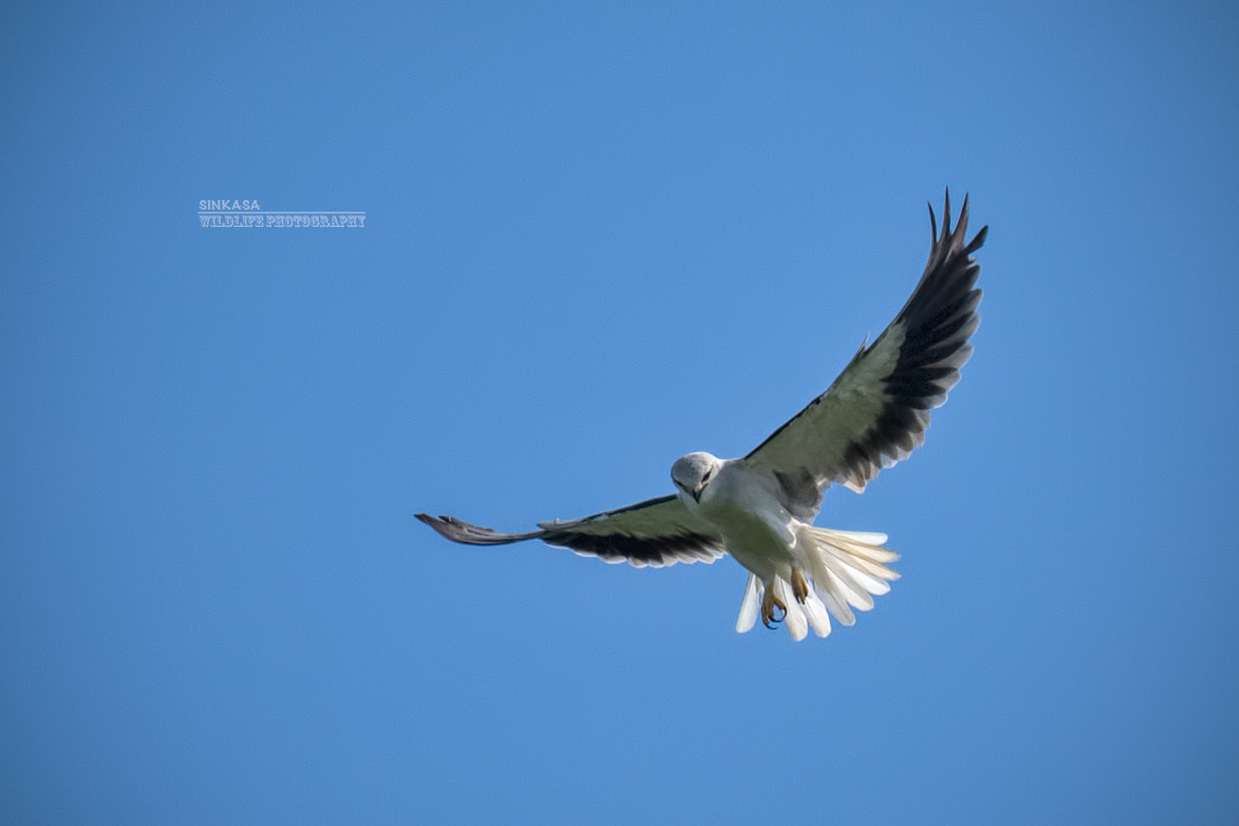 Nikon Nikkor AF-S 300mm F4E PF ED VR sample photo. Black winged kite photography