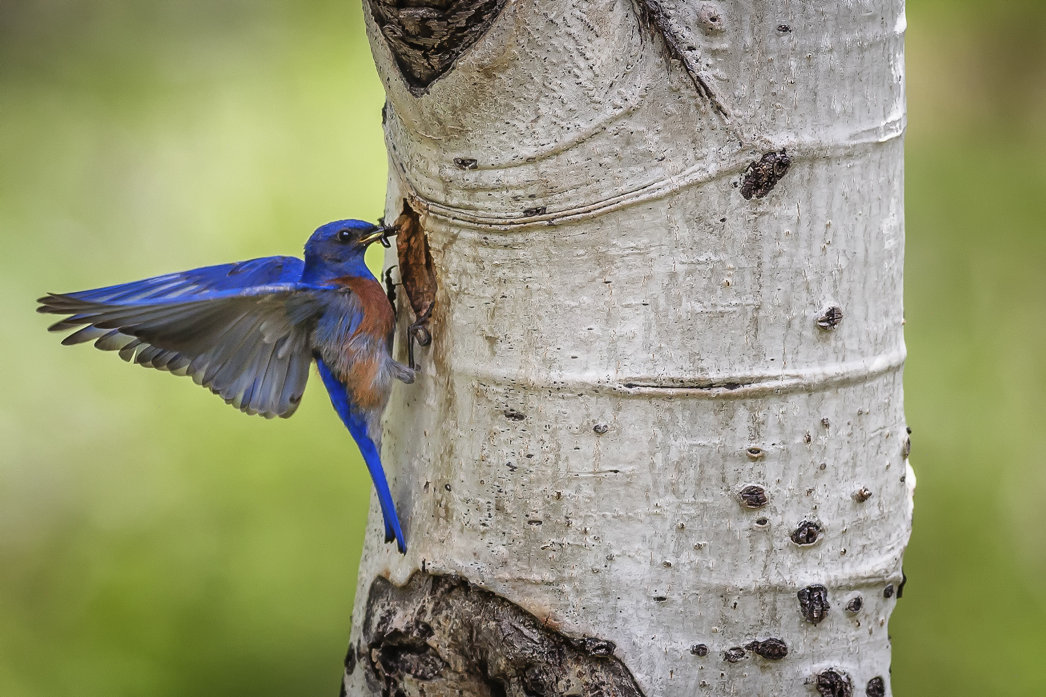 Canon EOS 5D + Canon EF 400mm F5.6L USM sample photo. Westernbbmale fb photography