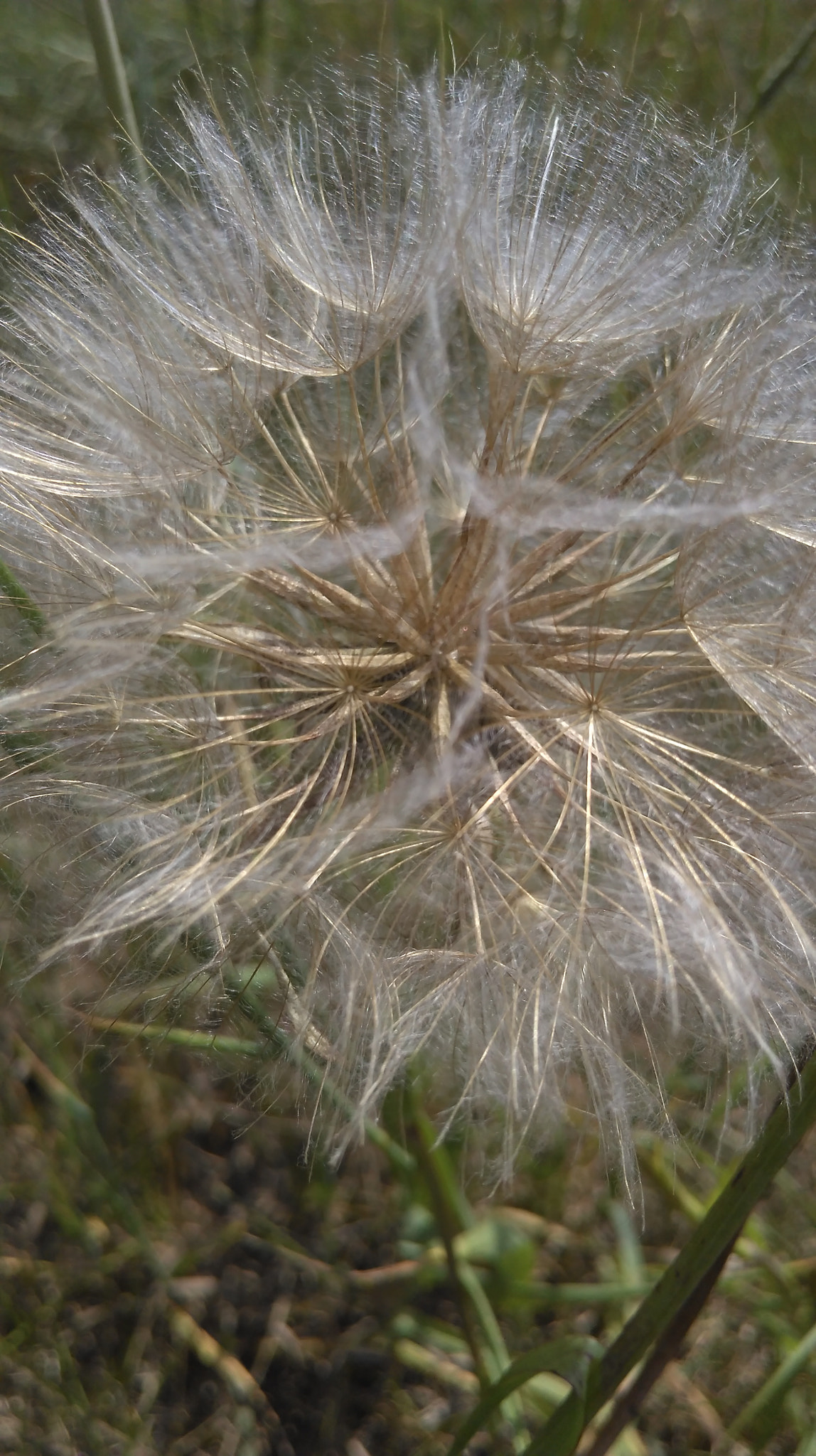 HTC DESIRE 626 sample photo. Dandelion no 5 photography