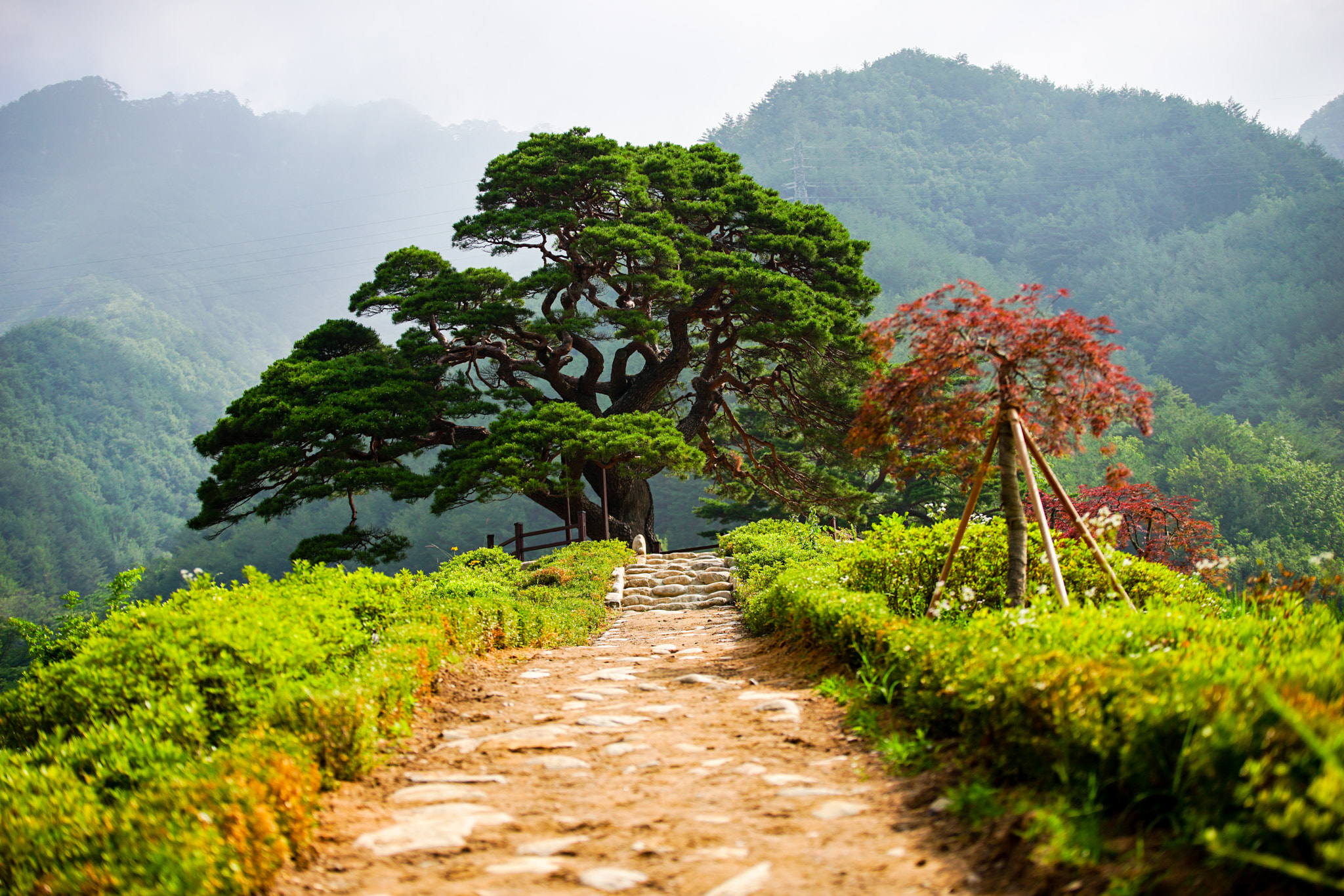 Sony a7 II + Tamron SP 70-200mm F2.8 Di VC USD sample photo. Tree photography