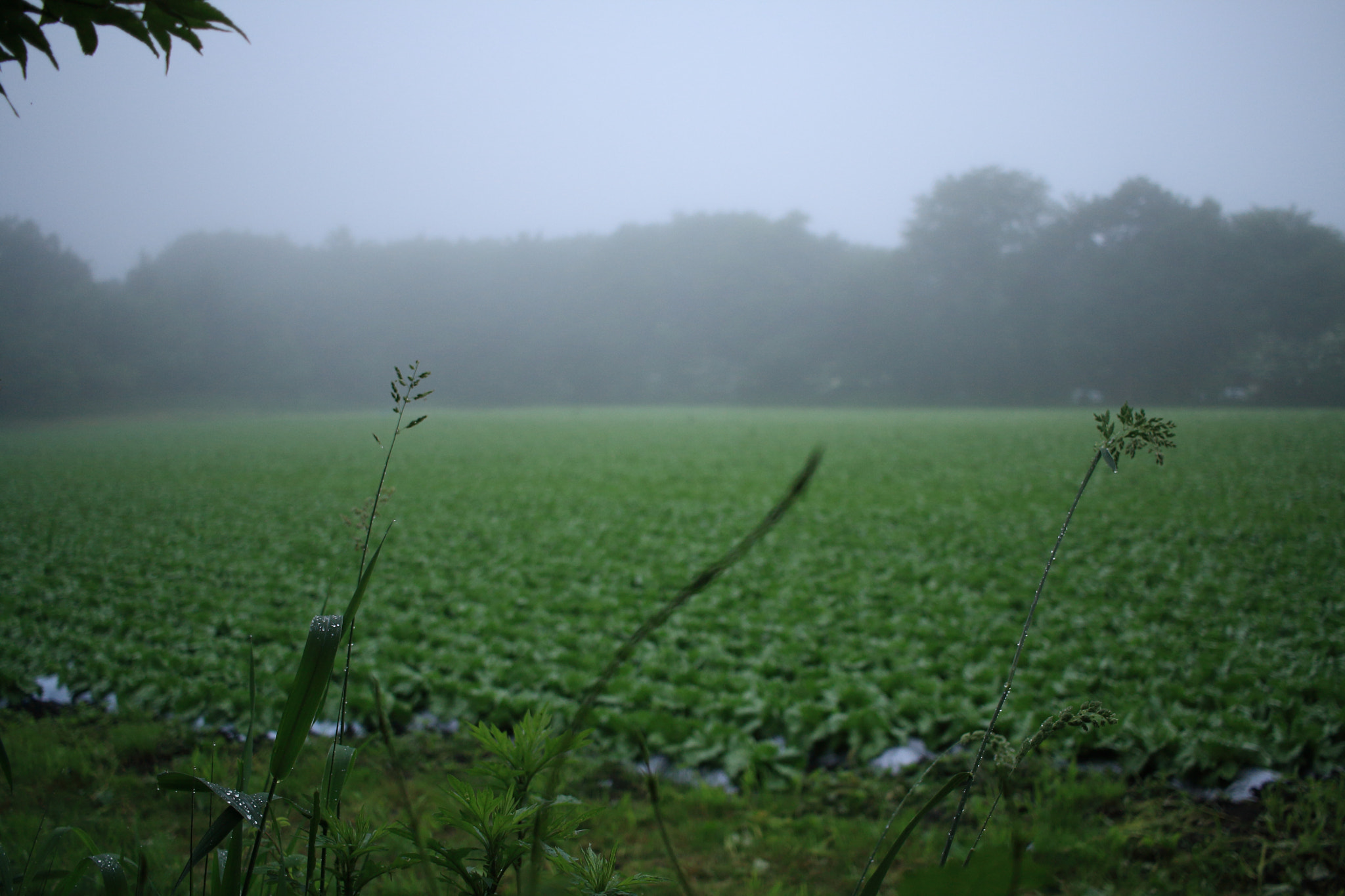 Canon EOS 1000D (EOS Digital Rebel XS / EOS Kiss F) sample photo. A field for some vegetables photography