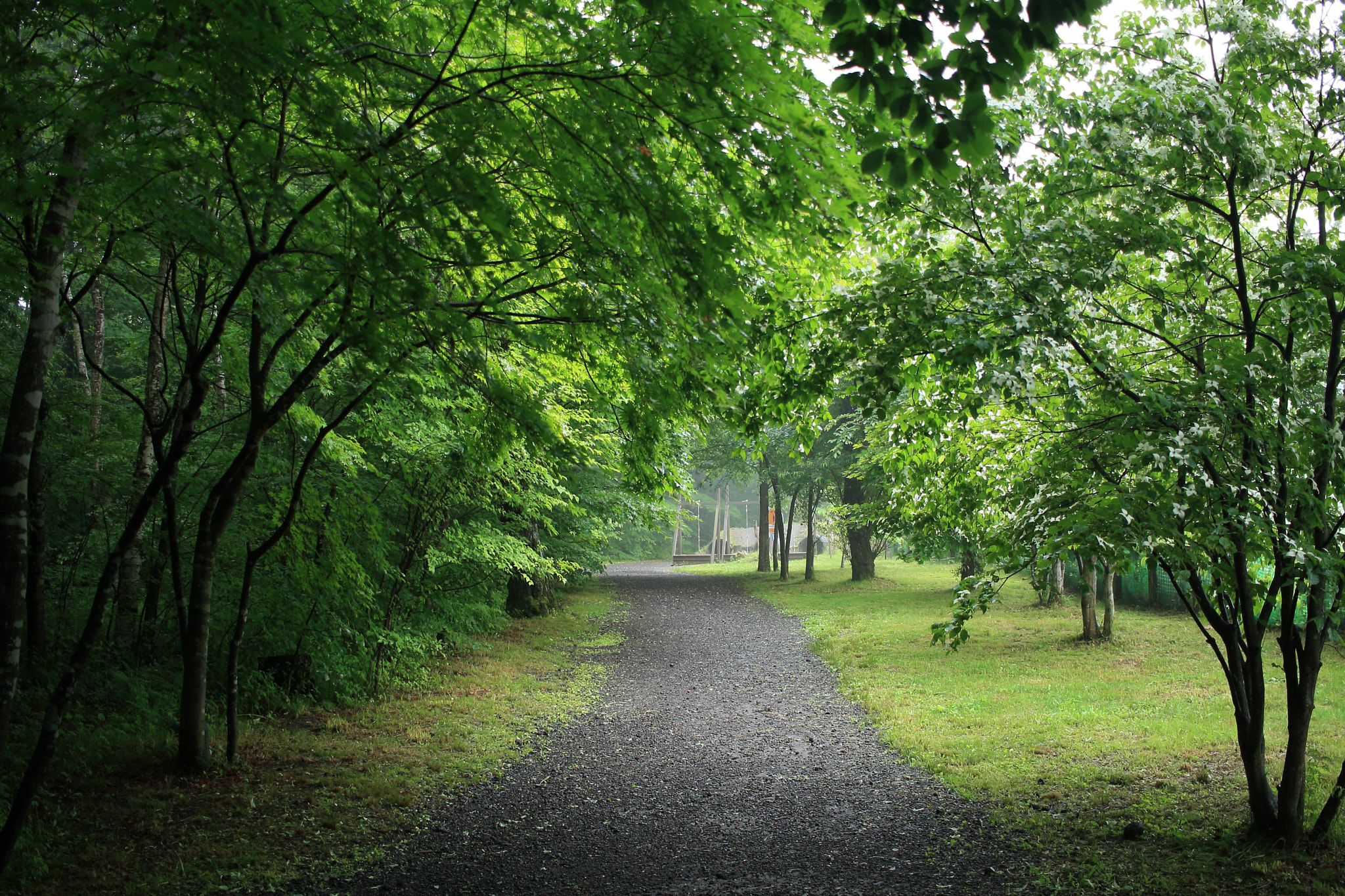 Canon EOS 1000D (EOS Digital Rebel XS / EOS Kiss F) sample photo. Early morning of camp photography