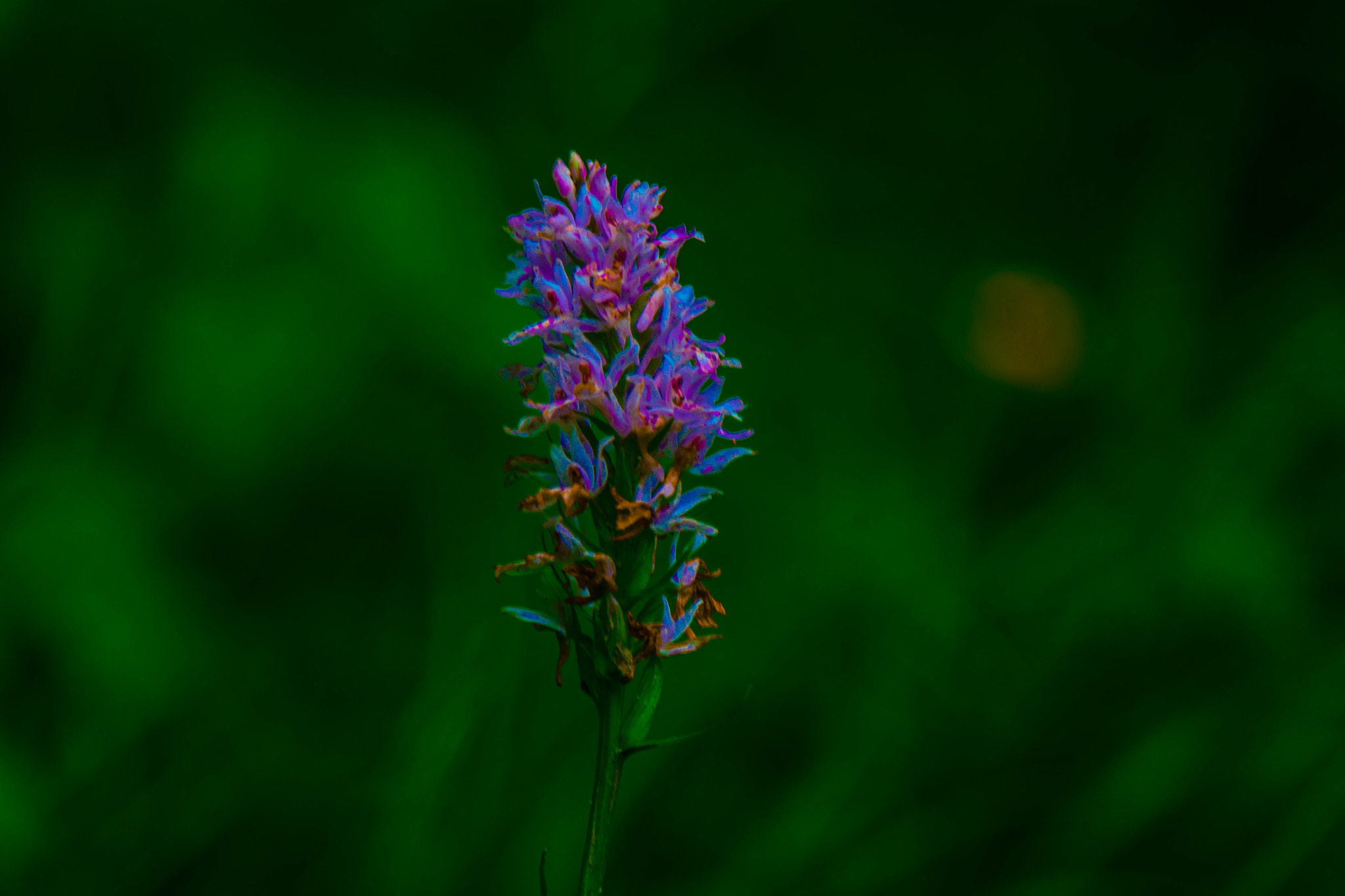 Samsung NX2000 + Samsung NX 50-200mm F4-5.6 ED OIS sample photo. Multi-color floating in the forest photography