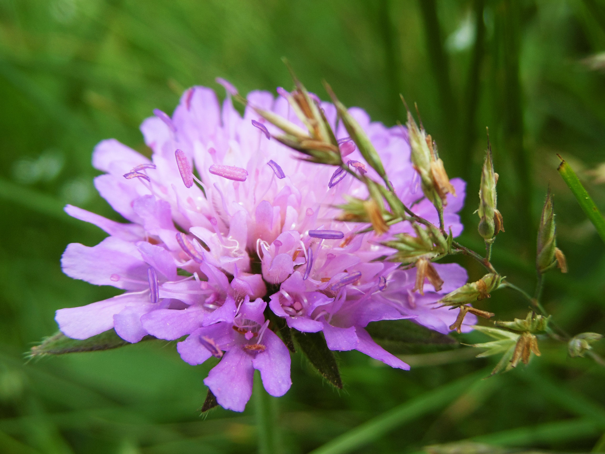 Panasonic DMC-SZ8 sample photo. Knautia longifolia photography