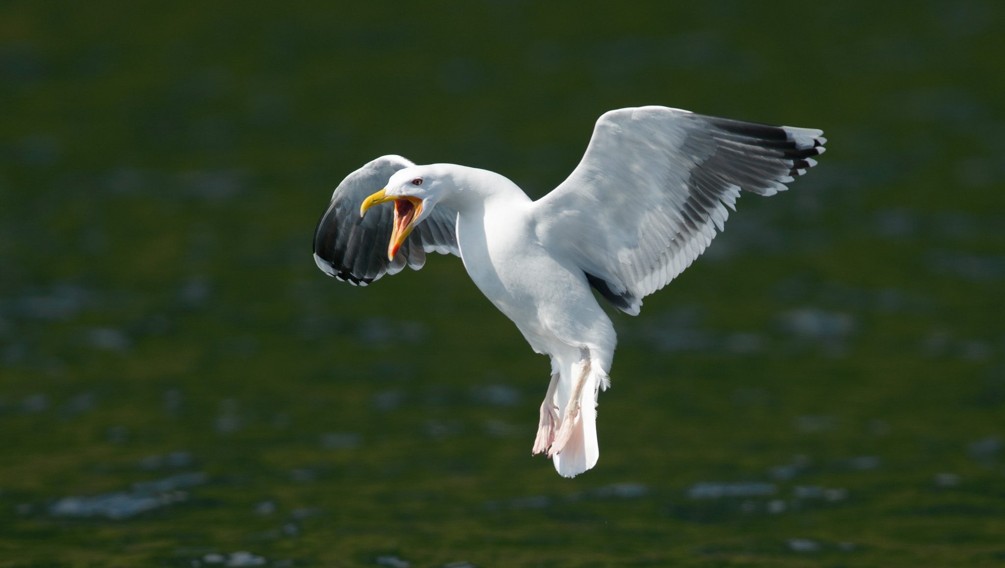 AF-S Nikkor 300mm f/2.8D IF-ED II sample photo. Black winged gull photography
