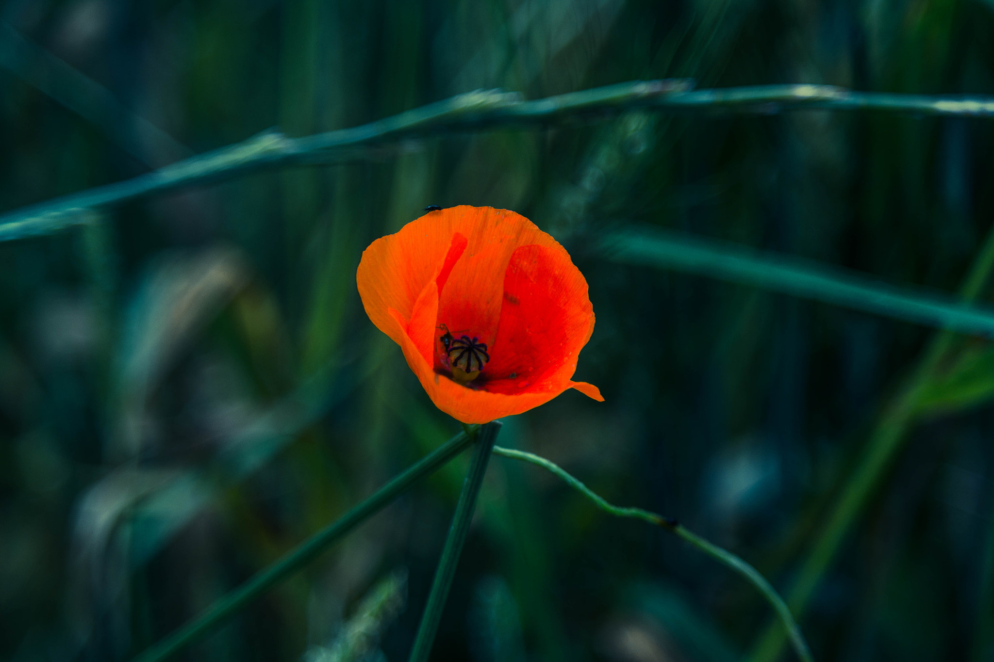 Samsung NX2000 + Samsung NX 50-200mm F4-5.6 ED OIS sample photo. The red in the dark photography