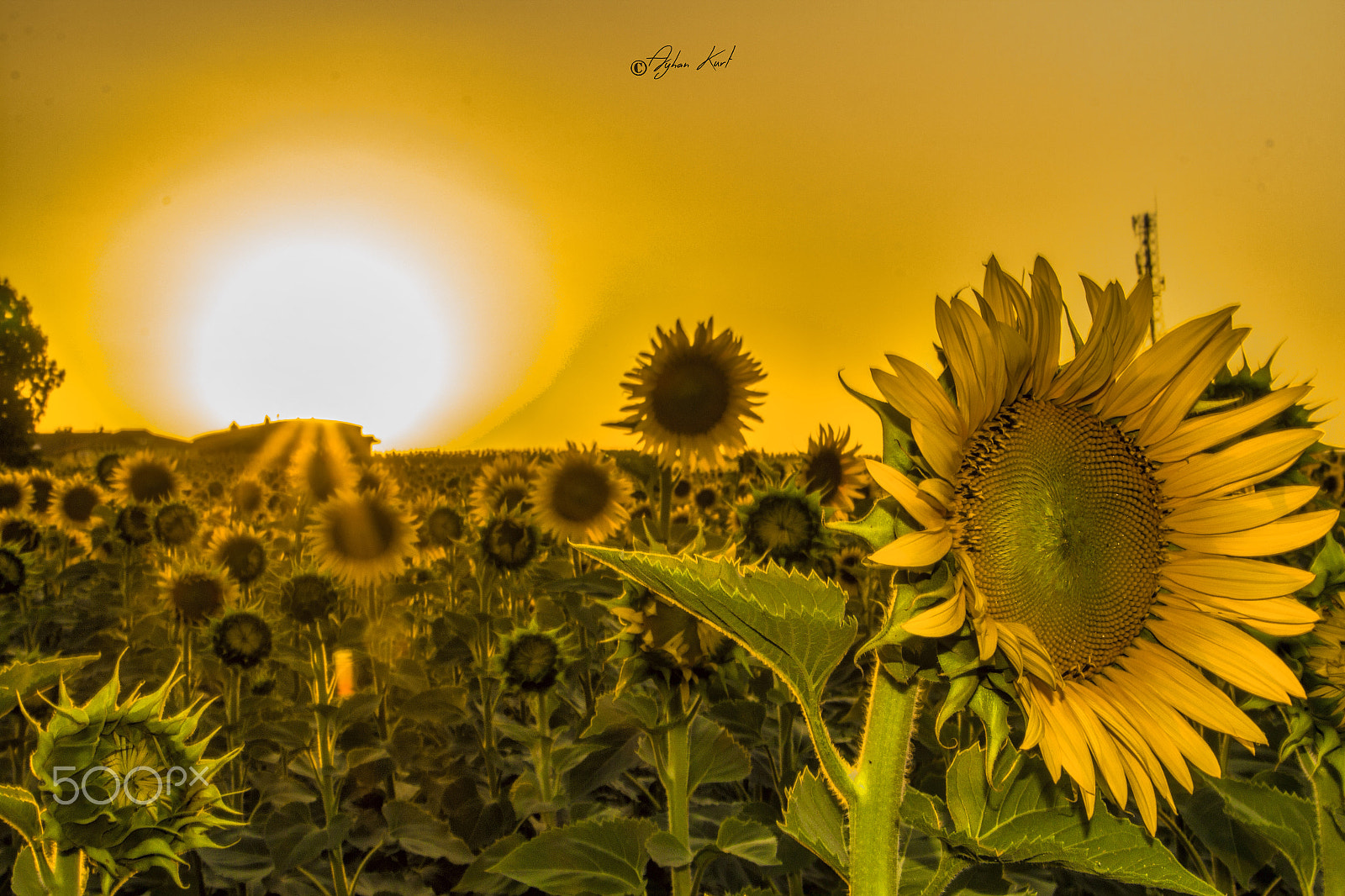 Sigma 18-250mm F3.5-6.3 DC OS HSM sample photo. Yellow photography