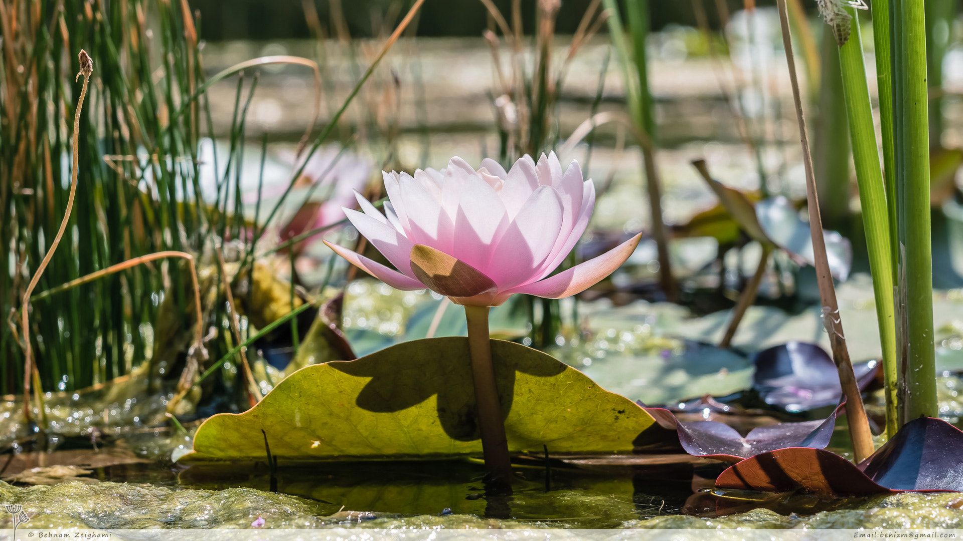 Nikon D5500 + Sigma 50mm F1.4 DG HSM Art sample photo. Pink lotus photography