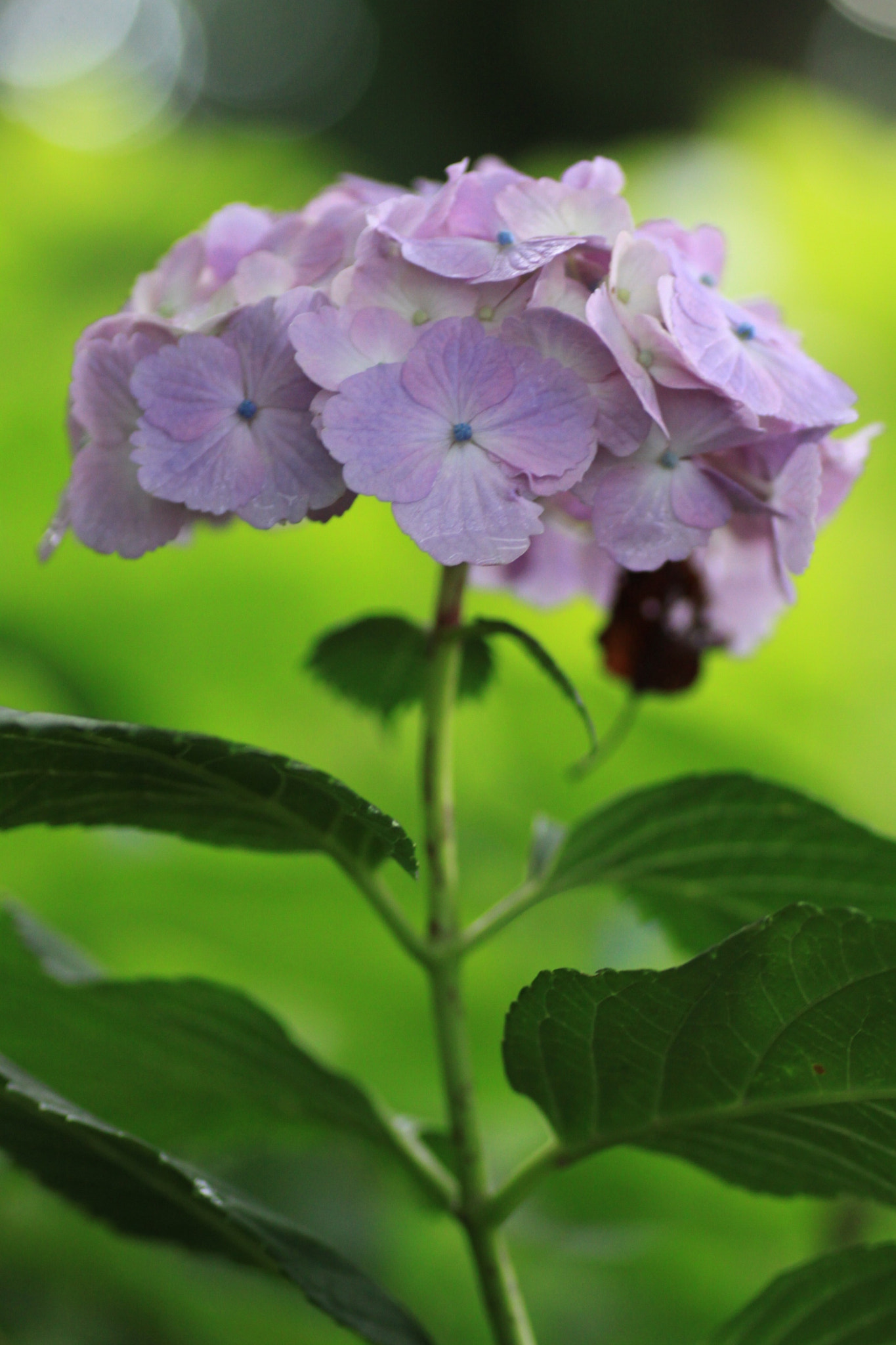 Canon EOS 50D + Tamron SP AF 90mm F2.8 Di Macro sample photo