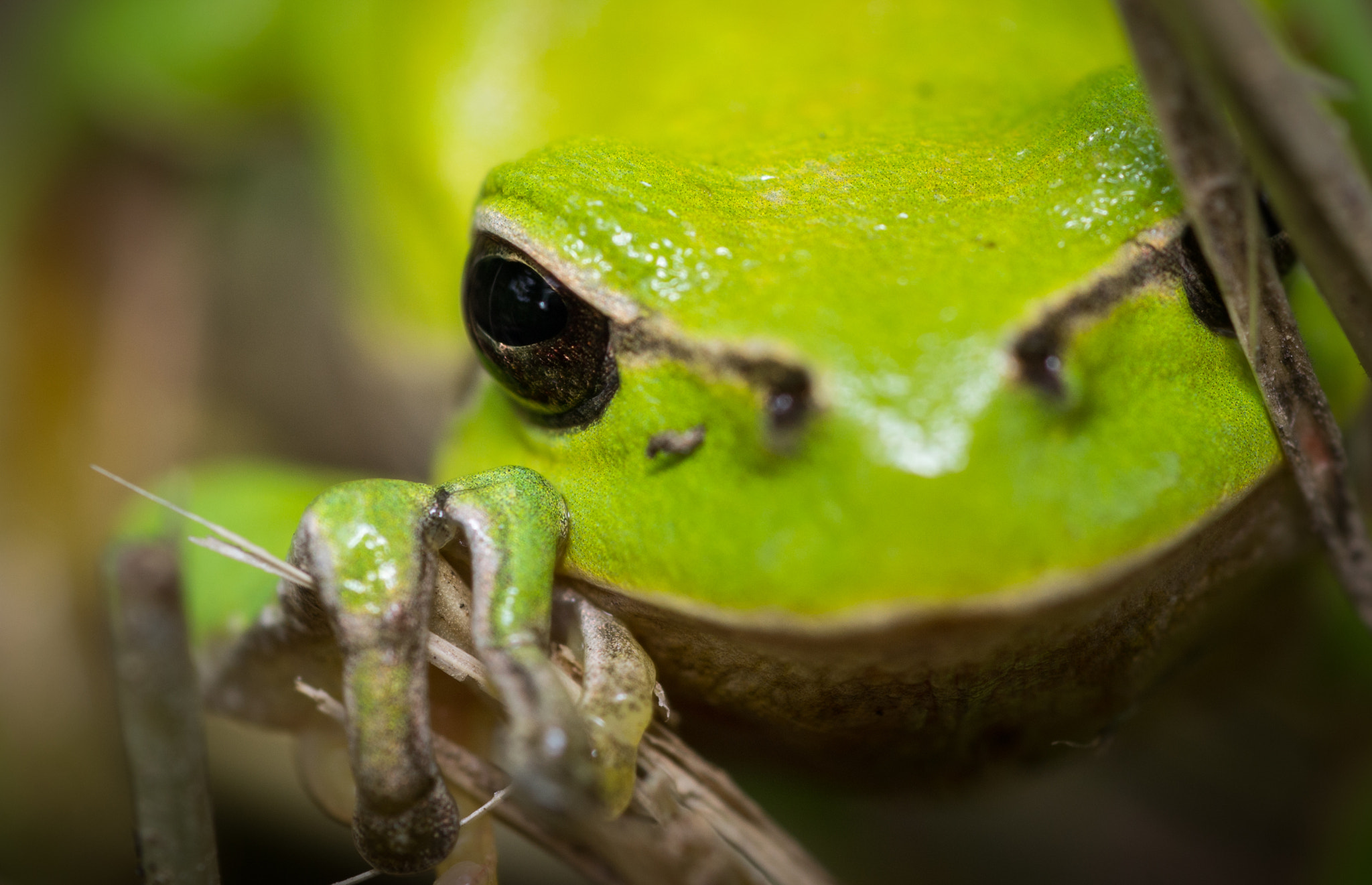 Nikon D3100 + AF Micro-Nikkor 60mm f/2.8 sample photo. Angry frog photography