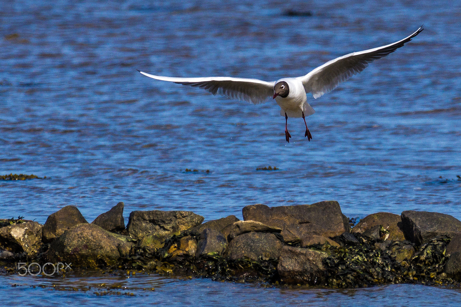 Sony 70-300mm F4.5-5.6 G SSM sample photo. Coming in for the landing photography
