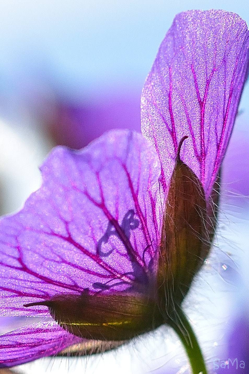 Nikon AF-S Micro-Nikkor 60mm F2.8G ED sample photo. Flower photography
