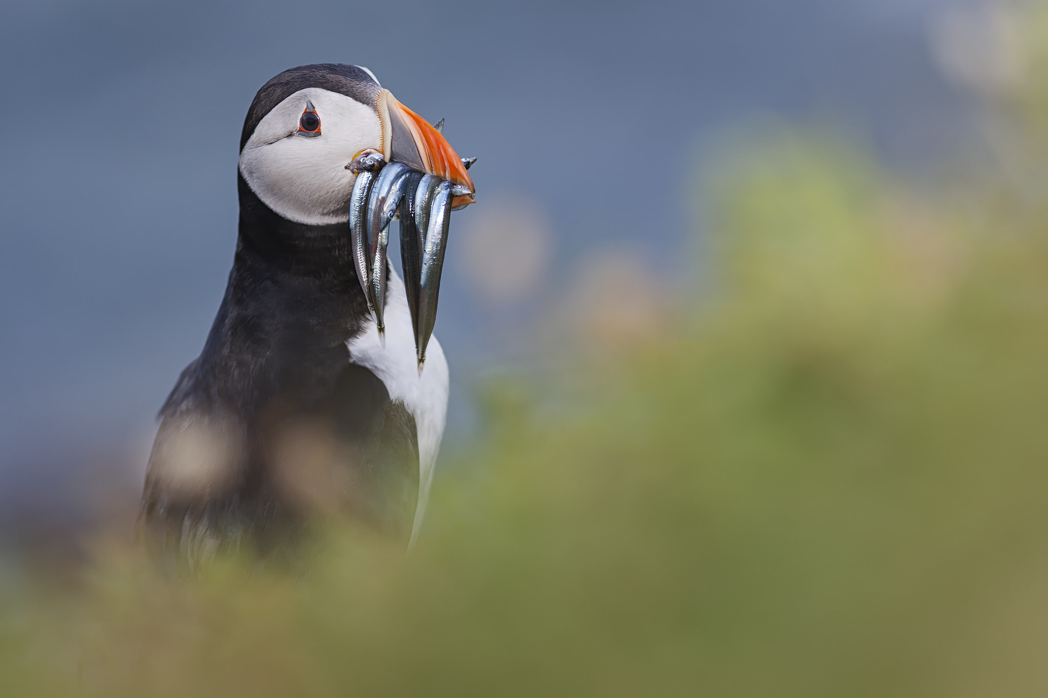Canon EF 300mm F4L IS USM sample photo. Atlantic puffin & sandeels photography
