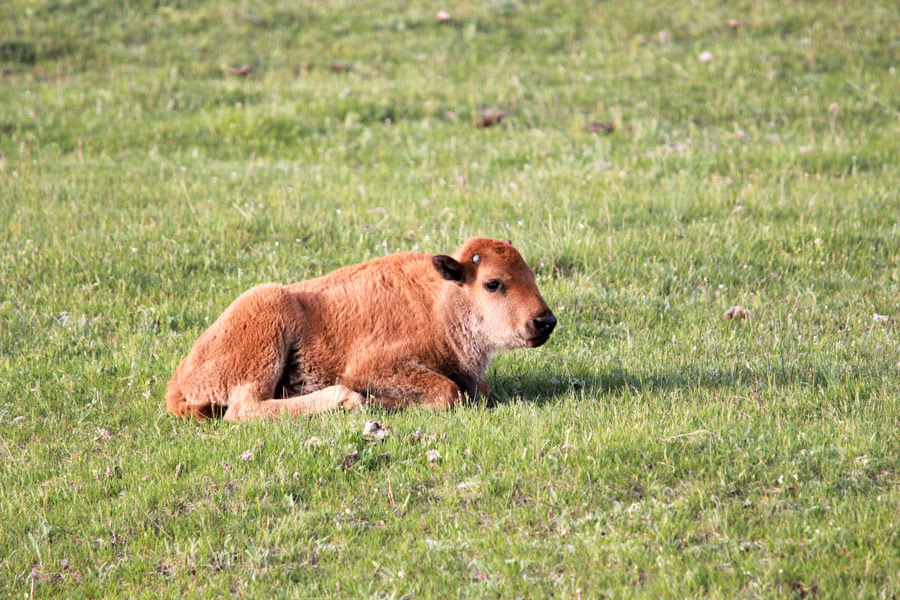Canon EF 70-200mm F4L IS USM sample photo. Yellowstone national park photography