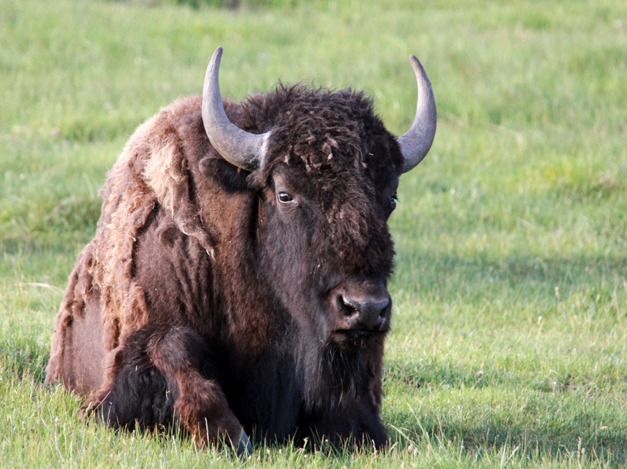 Canon EF 70-200mm F4L IS USM sample photo. Yellowstone national park photography