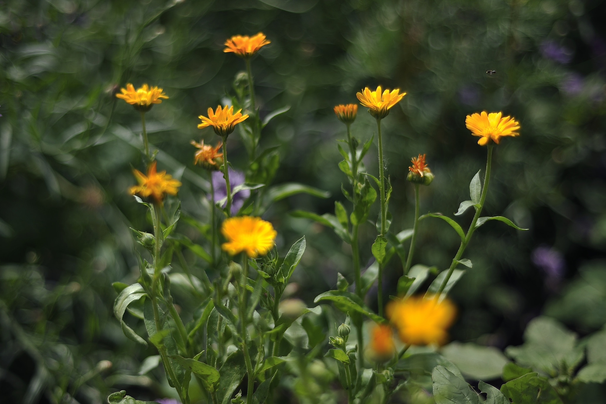 ZEISS Planar T* 50mm F1.4 sample photo. Summer flowers photography