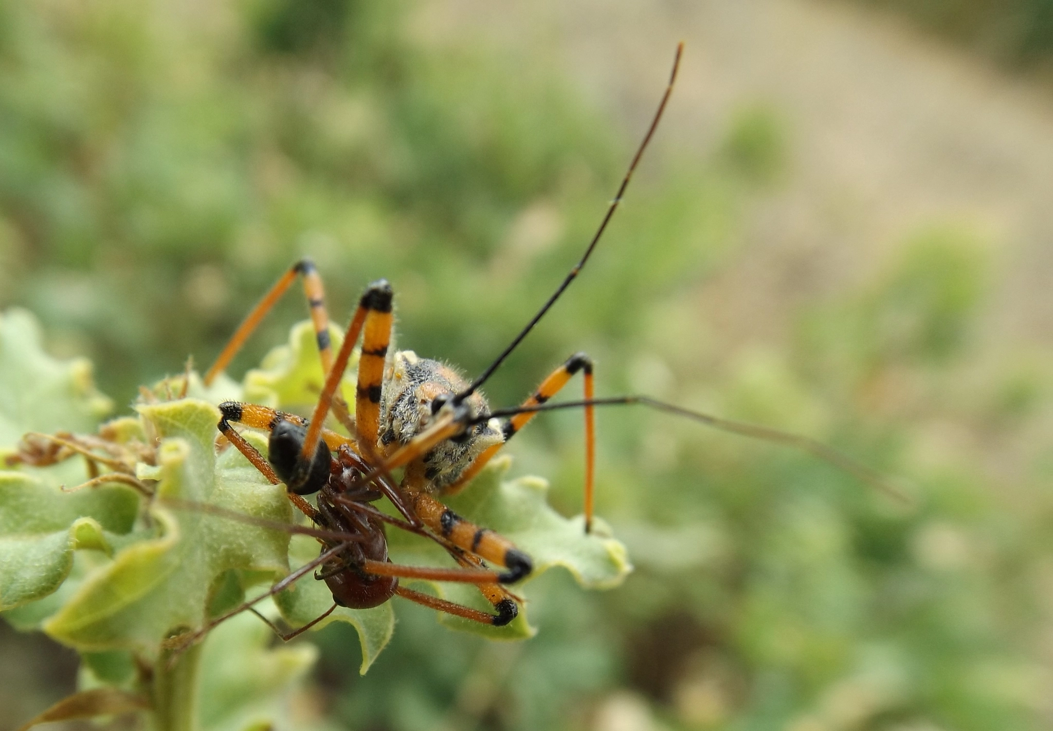 Fujifilm FinePix S4600 sample photo. Bug hunting  photography