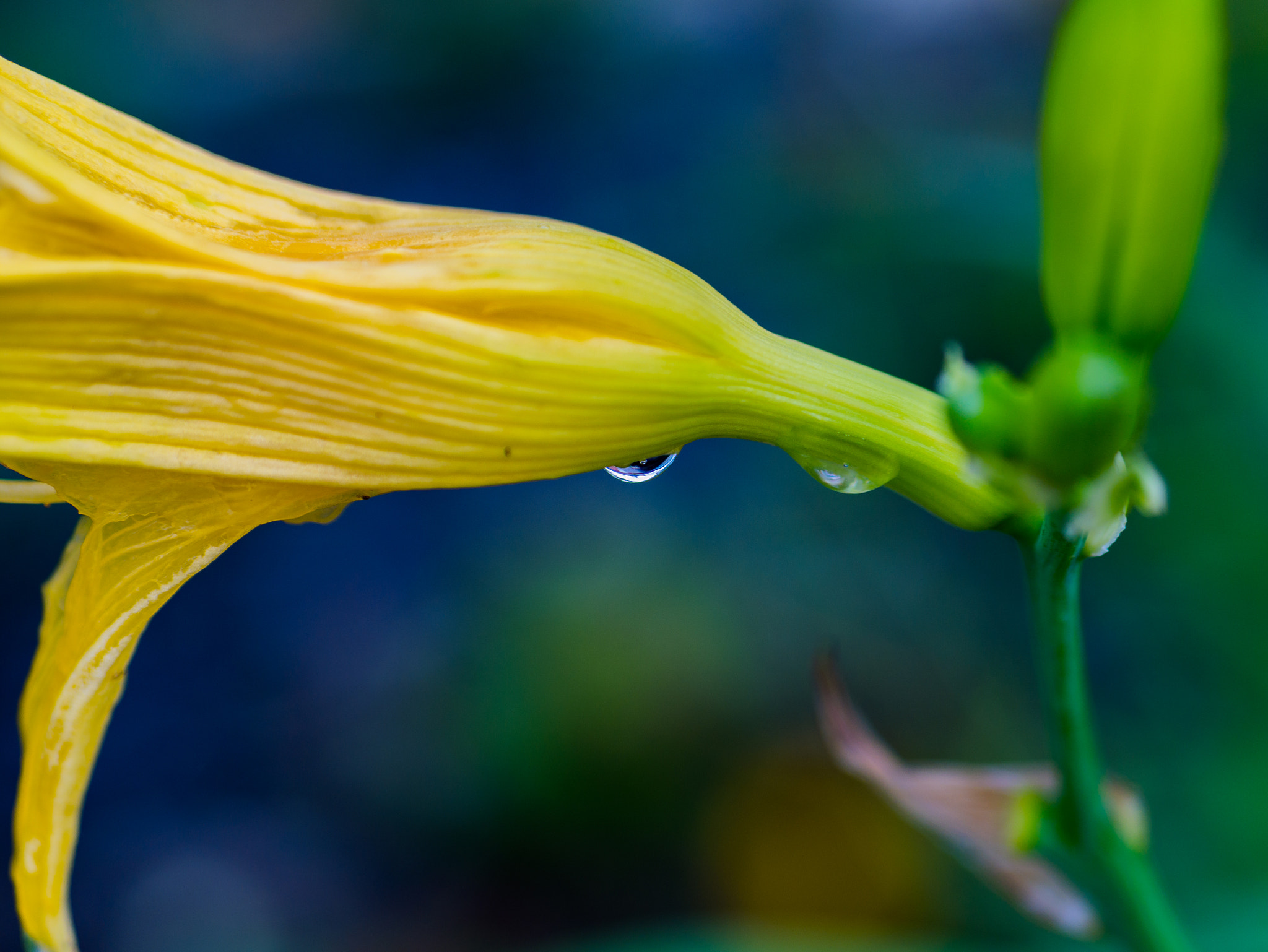 Panasonic Lumix G 42.5mm F1.7 ASPH Power OIS sample photo. Raindrops... photography