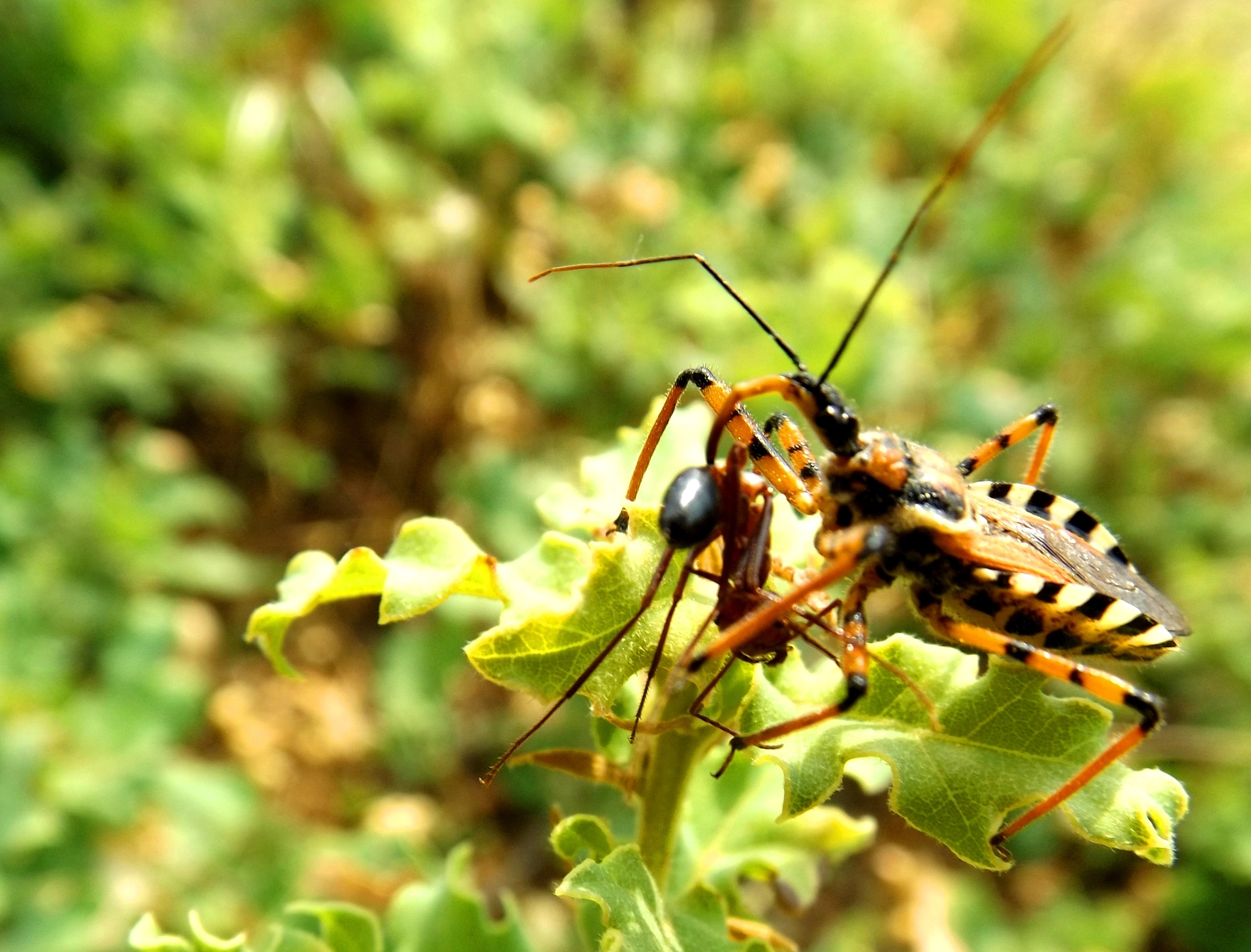 Fujifilm FinePix S4600 sample photo. Hunter bug photography