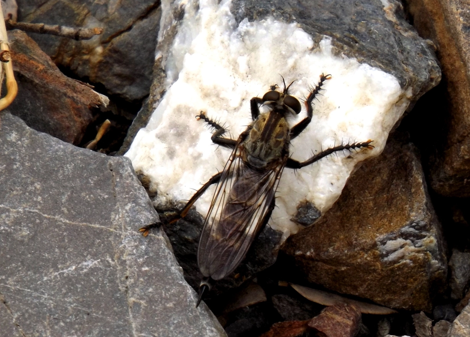 Fujifilm FinePix S4600 sample photo. Insect  photography