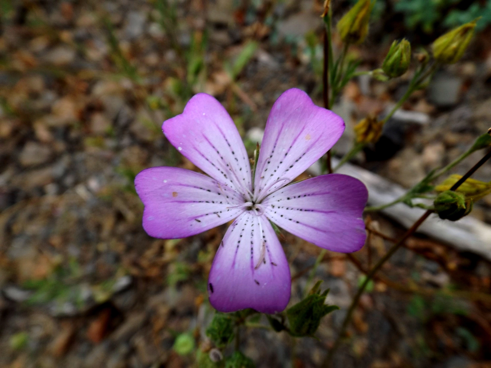 Fujifilm FinePix S4600 sample photo. Flowers  photography