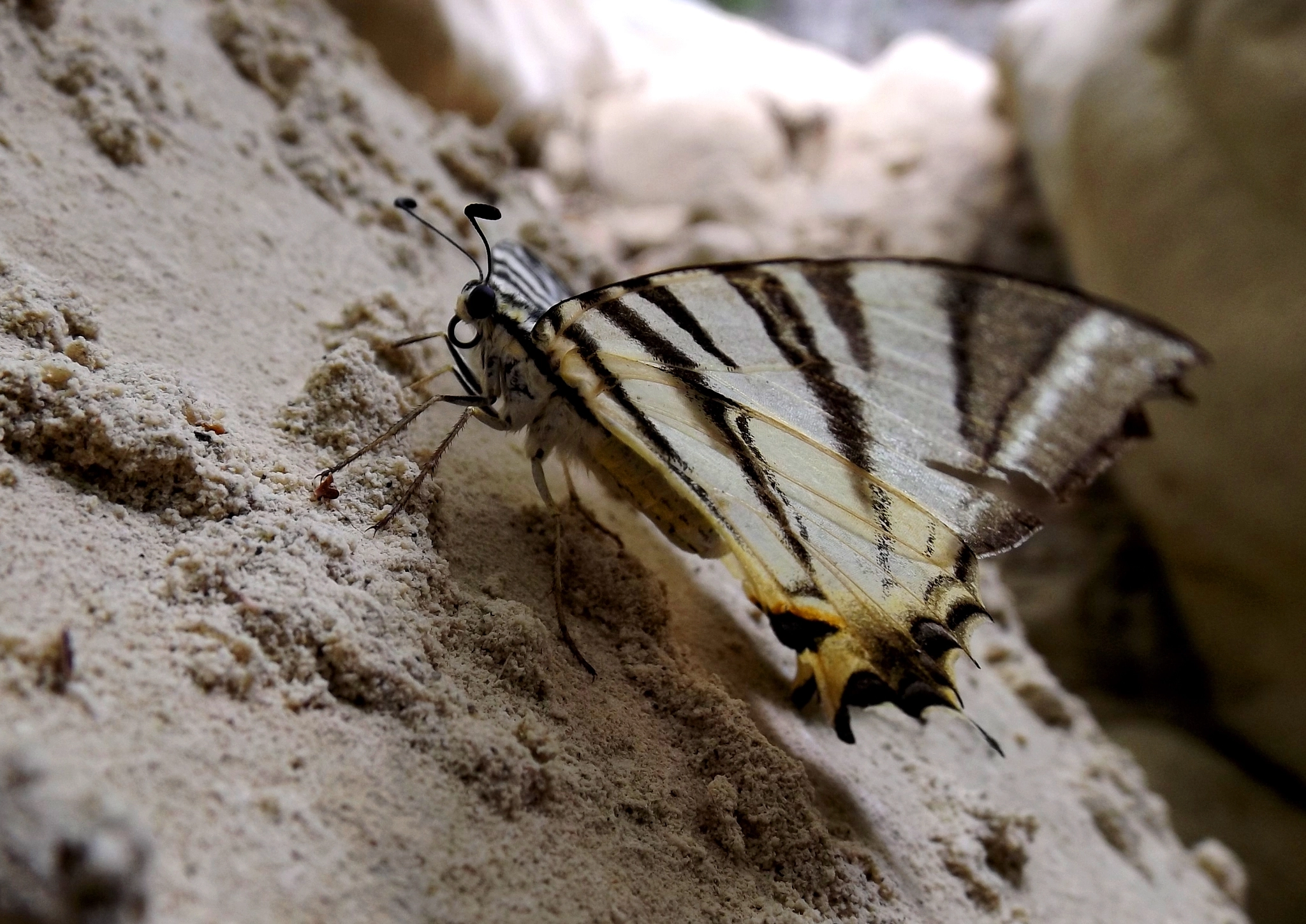 Fujifilm FinePix S4600 sample photo. Butterfly  photography