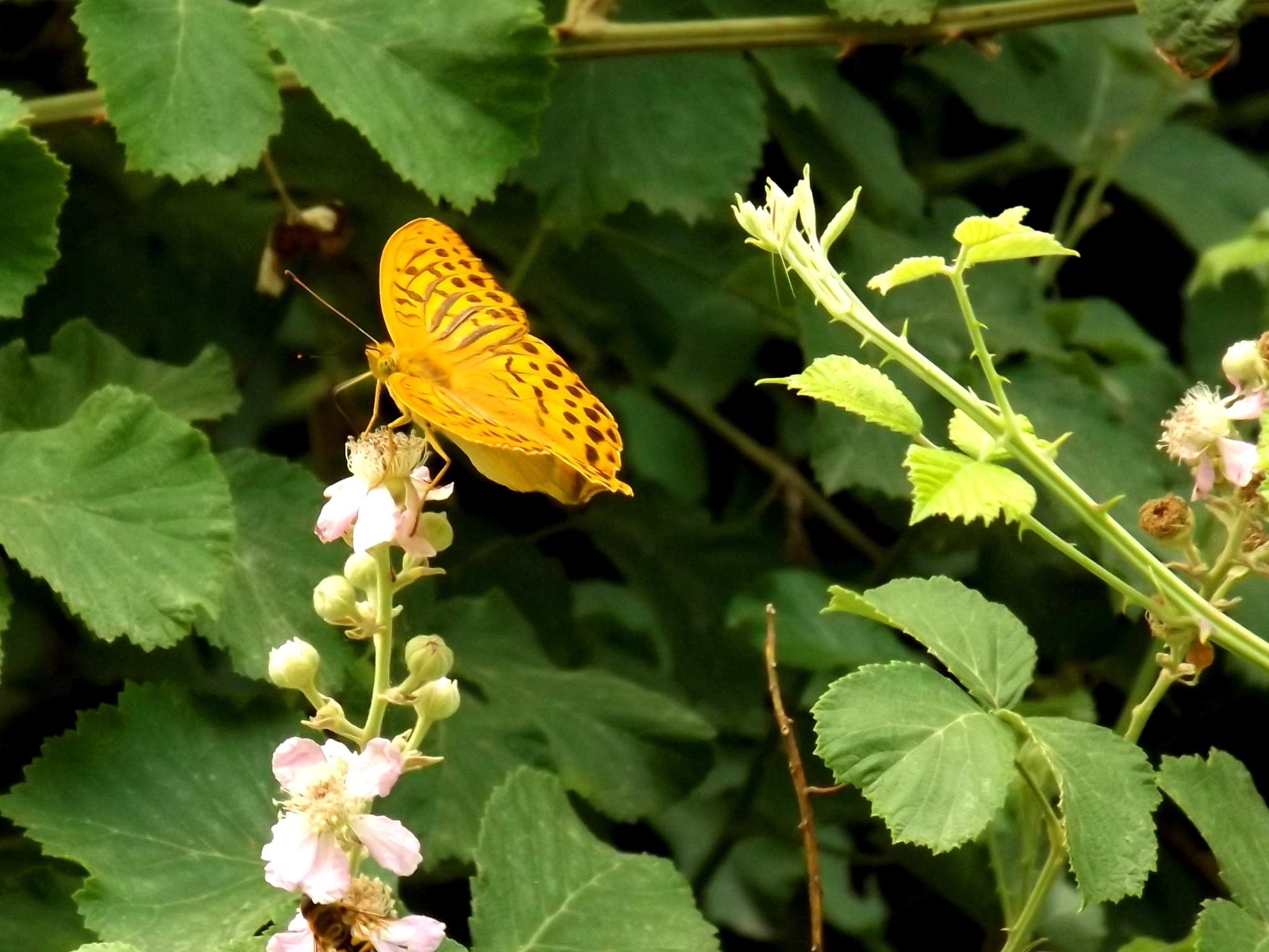 Fujifilm FinePix S4600 sample photo. Butterfly  photography