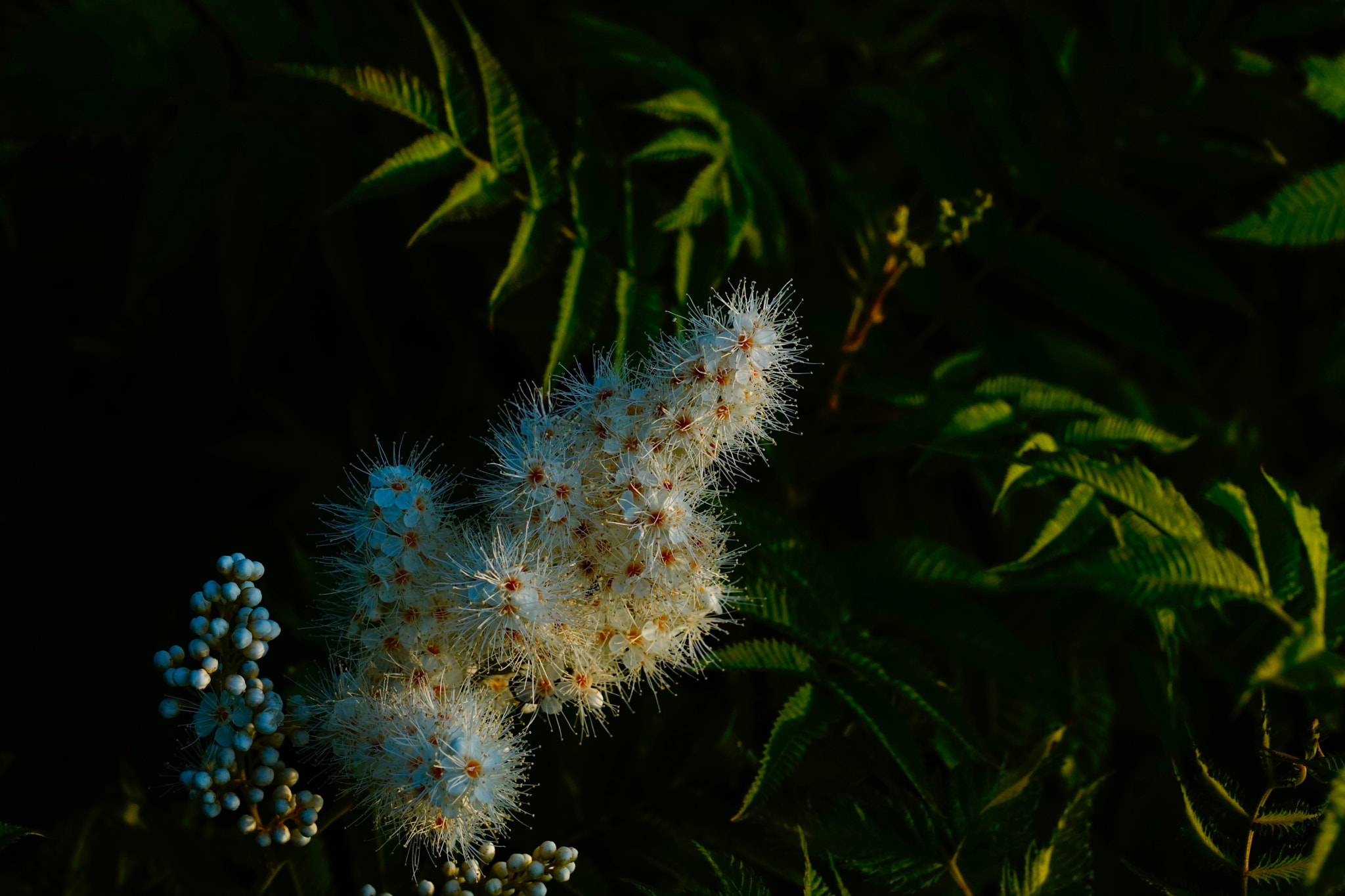 Sony a7 II + Sony FE 90mm F2.8 Macro G OSS sample photo. 珍珠梅綻放⋯ photography
