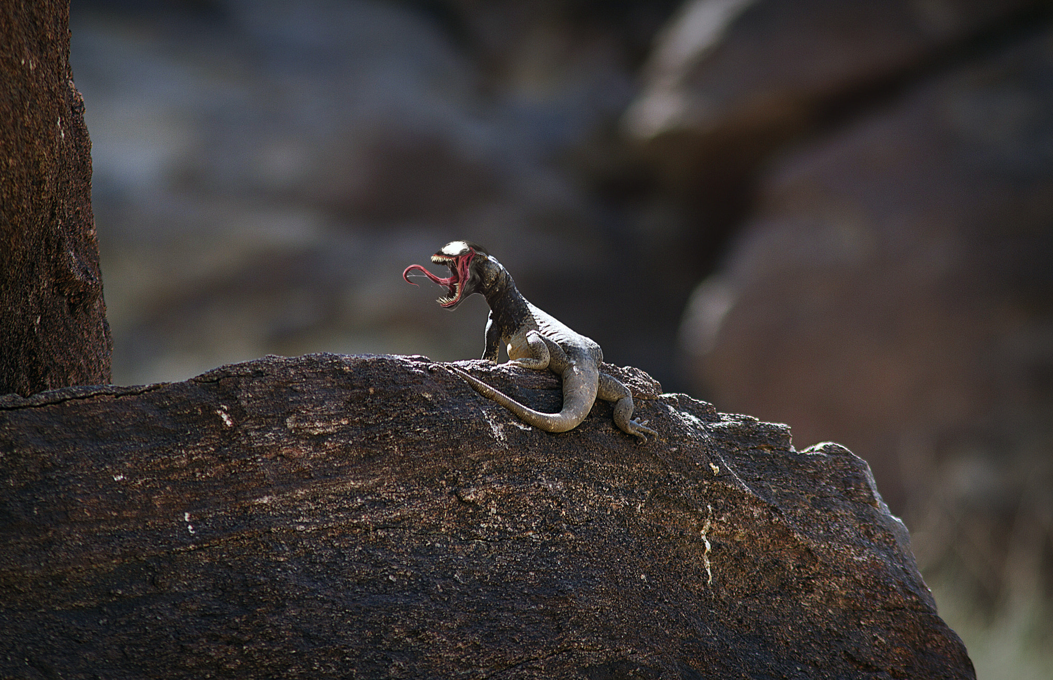 Canon EF 75-300mm F4.0-5.6 IS USM sample photo. Lizard animal venom radio activity nature monter photography