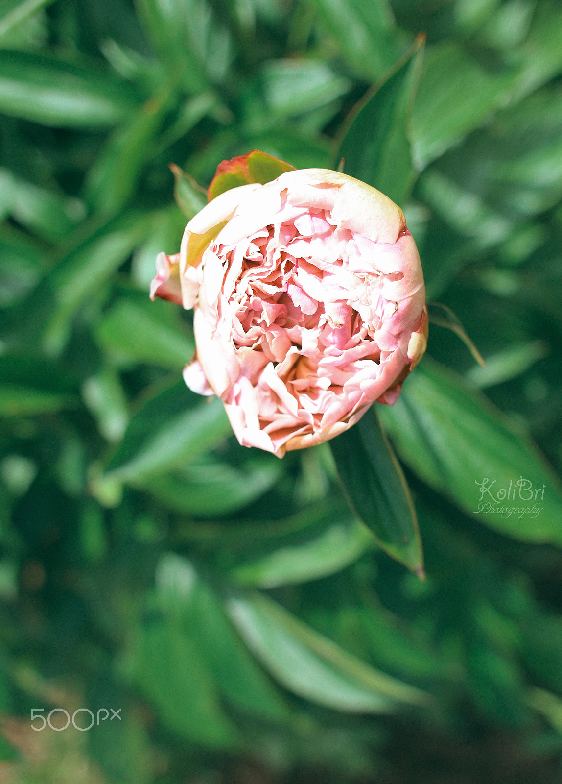 Canon EF 35-80mm f/4-5.6 sample photo. Blooming rose photography